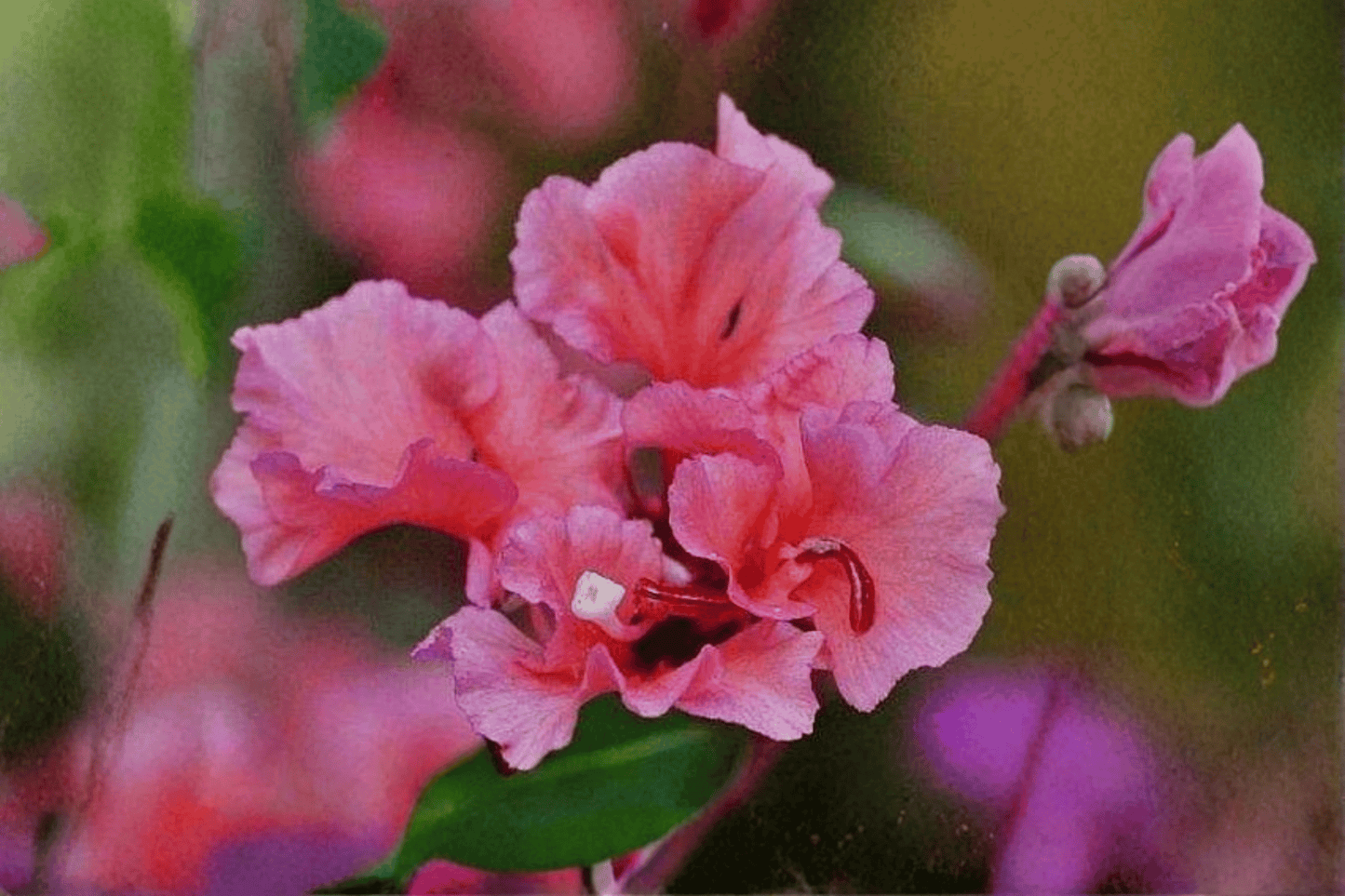 Mountain Garland 1 Live Plant – 4-Inch Pot – Clarkia unguiculata