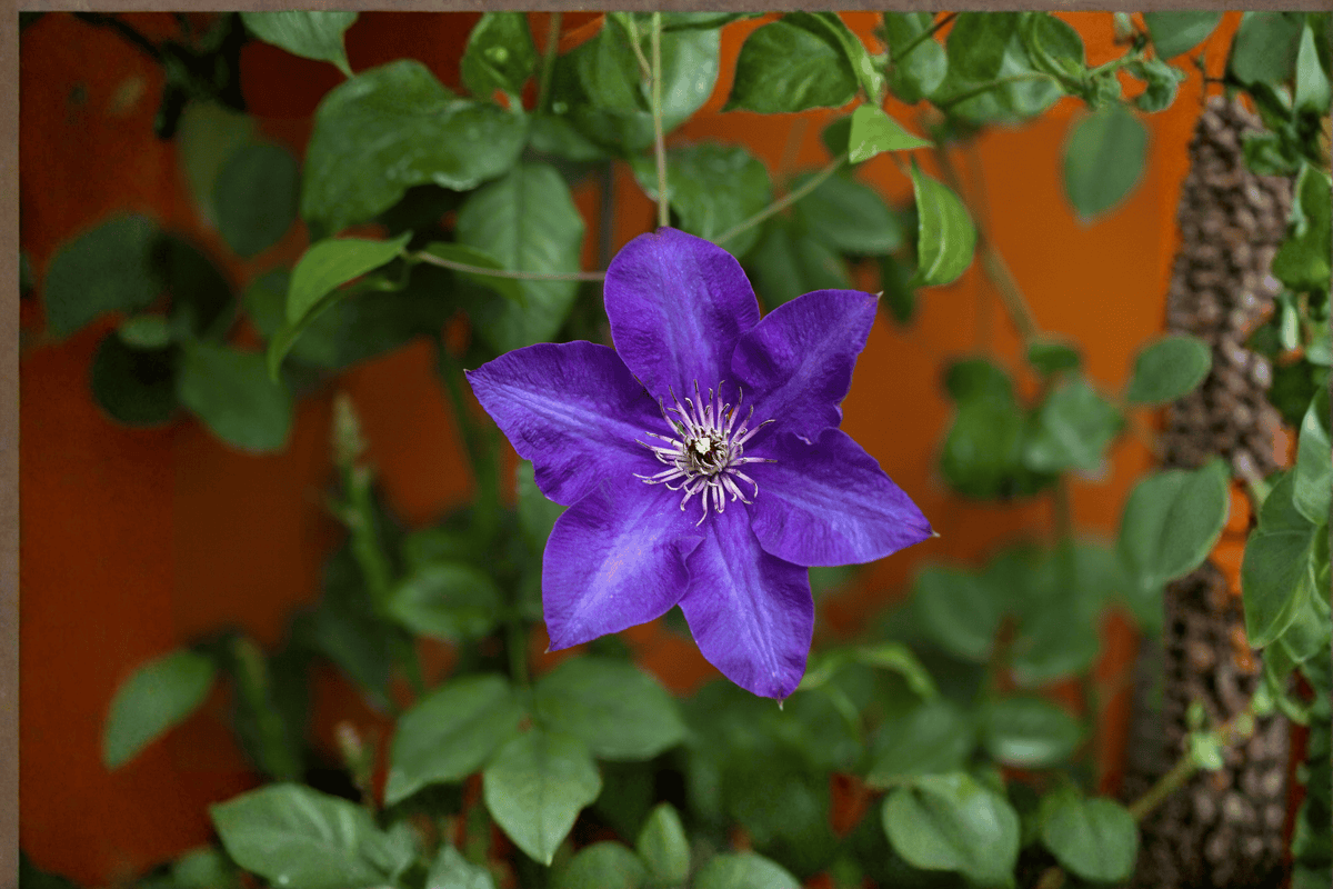 Jackmanii Clematis 1 Live Flowering Vine, 1 Gallon Pot – Clematis × jackmanii ‘Jackmanii’