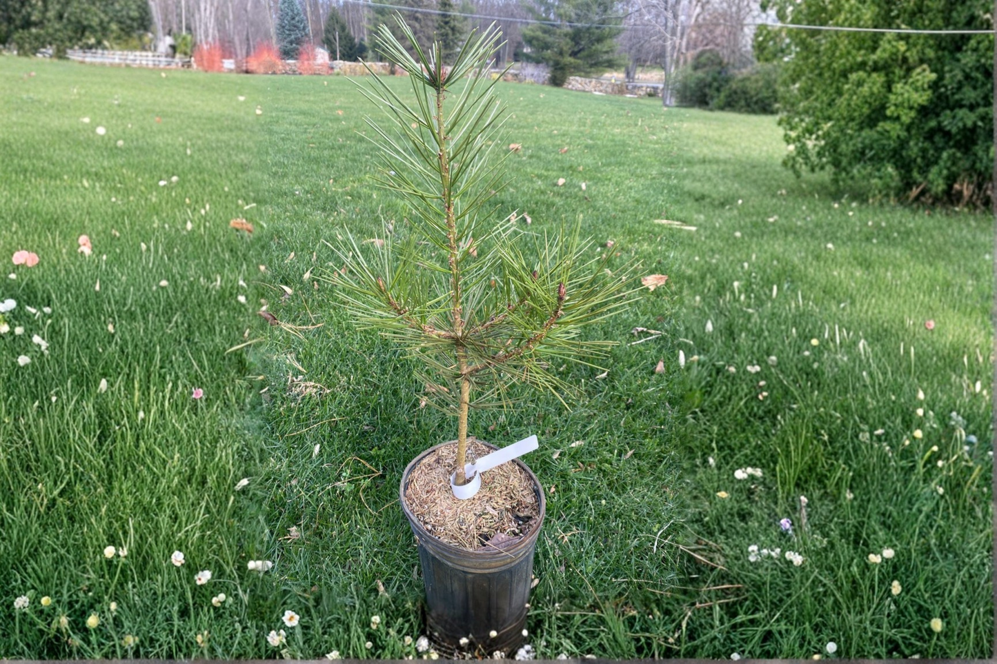 Great Wall Lacebark Pine 12 Inch Live Plant 1 Gallon Pot – Pinus bungeana Evergreen Conifer Ornamental Garden Tree