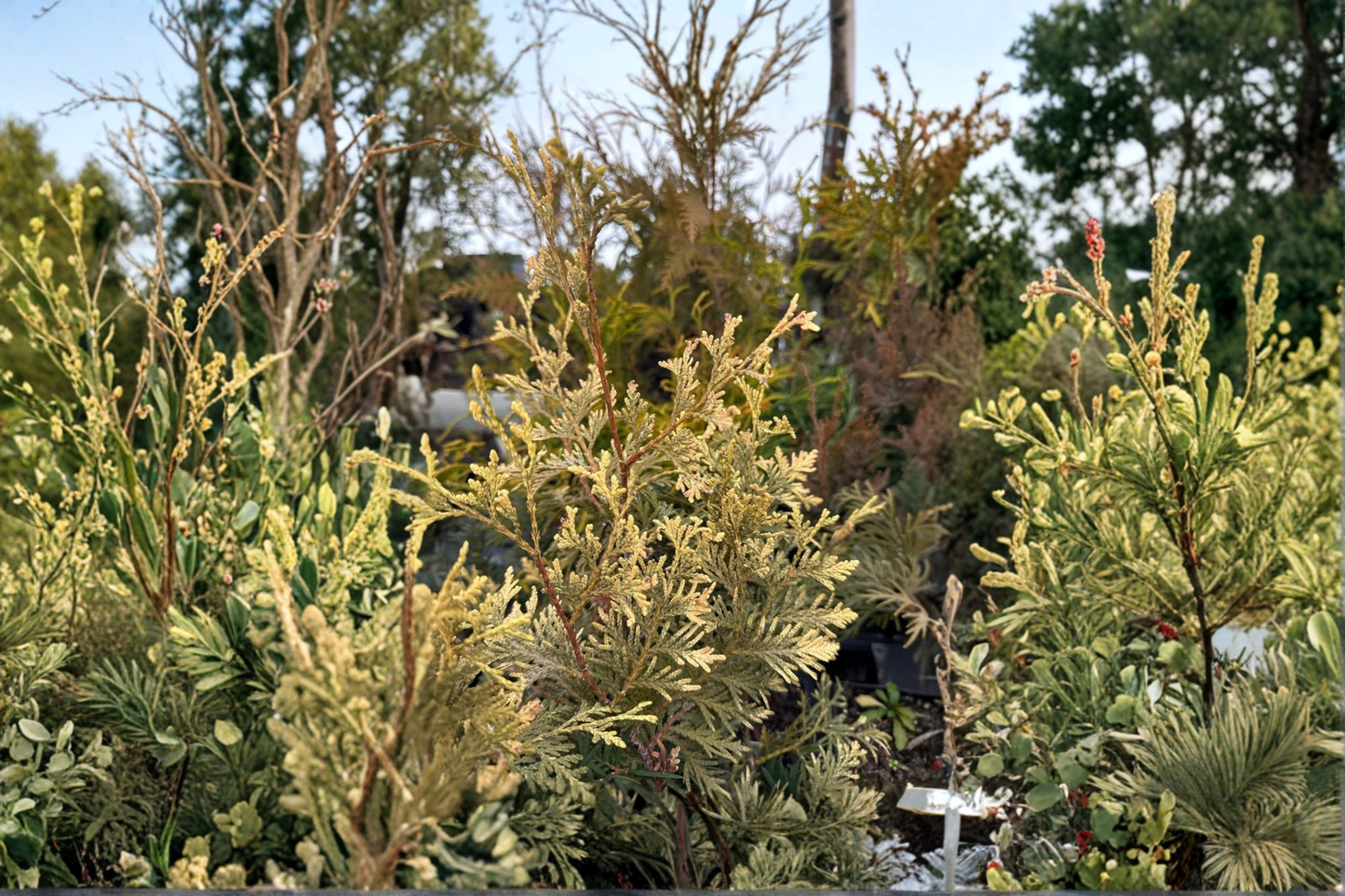 Arborvitae Live Plant Quart Pot – Thuja occidentalis ‘Columbia’ Evergreen Shrub for Hedge or Garden