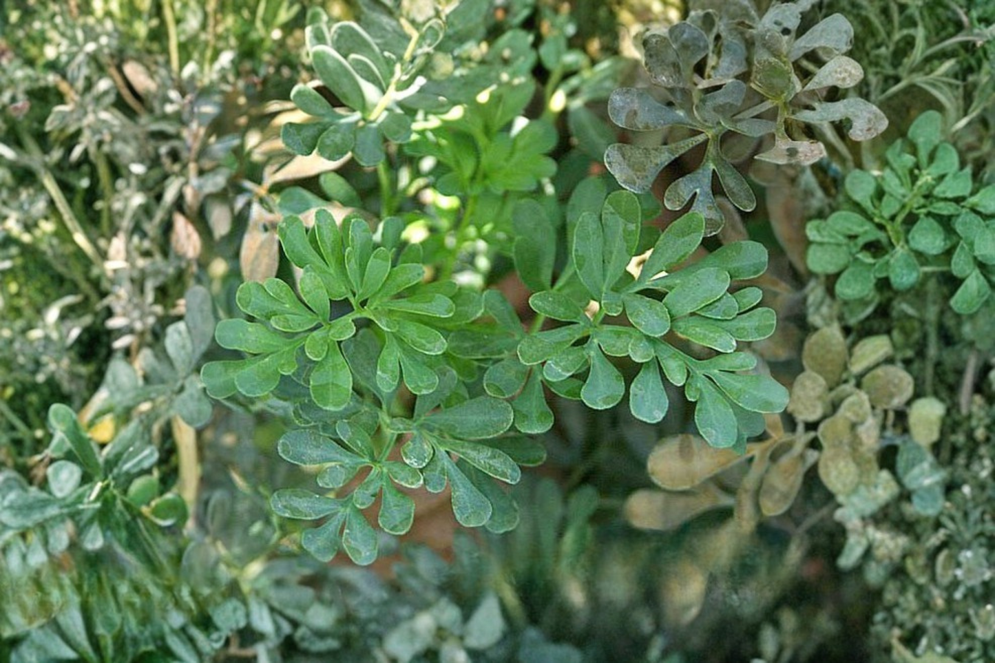 Rue (Ruda) Live Herb Plant in 3.5-Inch Pot – Ruta graveolens
