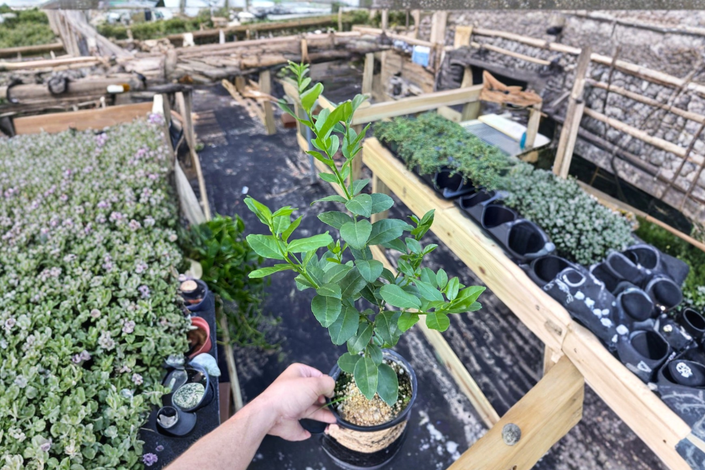 Key Lime Live Plant Grafted Citrus Fruit Tree Indoor Outdoor Edible Garden Starter Plant Gift