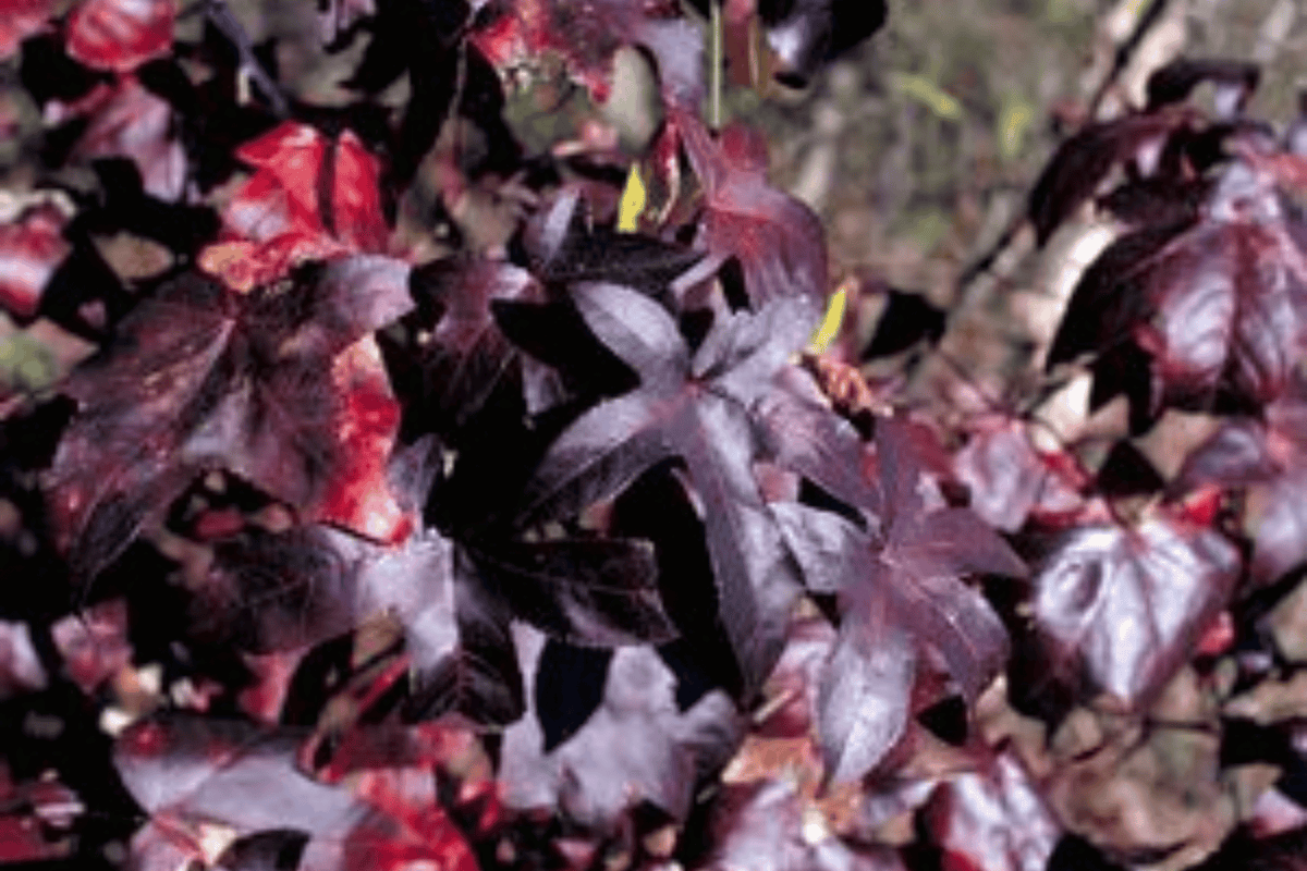 Burgundy Blush Sweetgum Tree 3 Gallon Live Plant – Liquidambar styraciflua ‘Burgundy Blush’