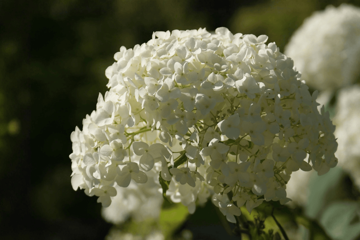 Invincibelle Sublime Smooth Hydrangea 1 Live Shrub, 3 Gallon – Hydrangea arborescens