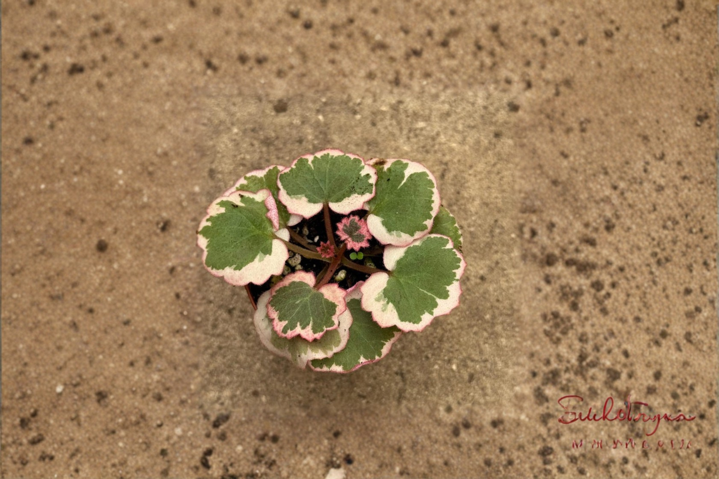 Strawberry Begonia Live Plant Saxifraga Indoor Houseplant Red Pink Foliage Plant in 2 Inch Pot Gift