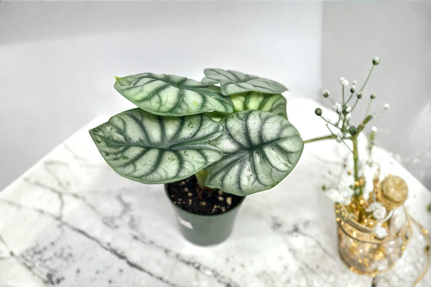 Alocasia Silver Dragon Live Plant 4 Inch Pot Rare Alocasia Indoor Houseplant Rooted Starter