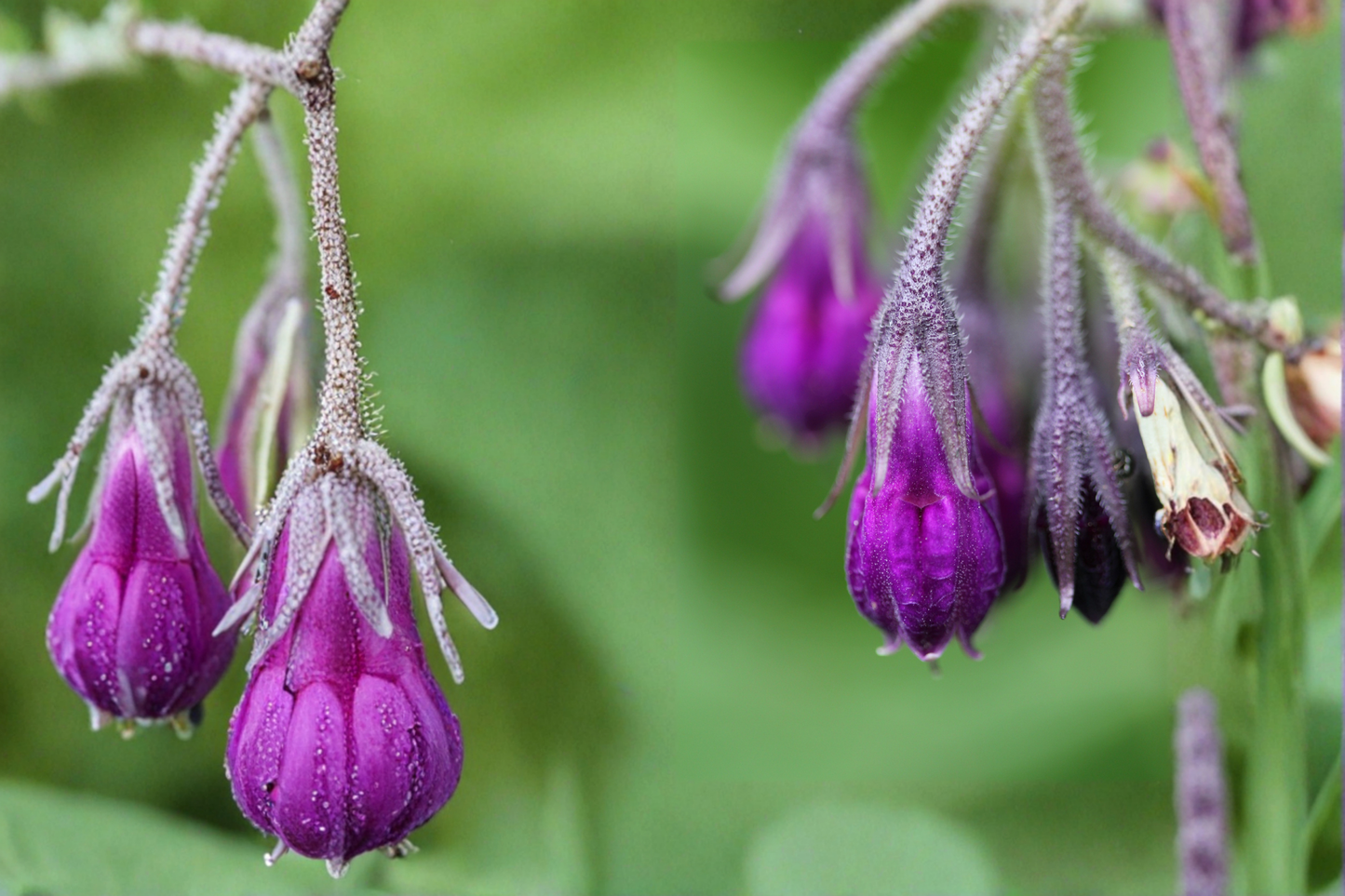 Russian Comfrey Bocking 14 Crown Cutting – 1 Live Root Cutting – Symphytum × uplandicum