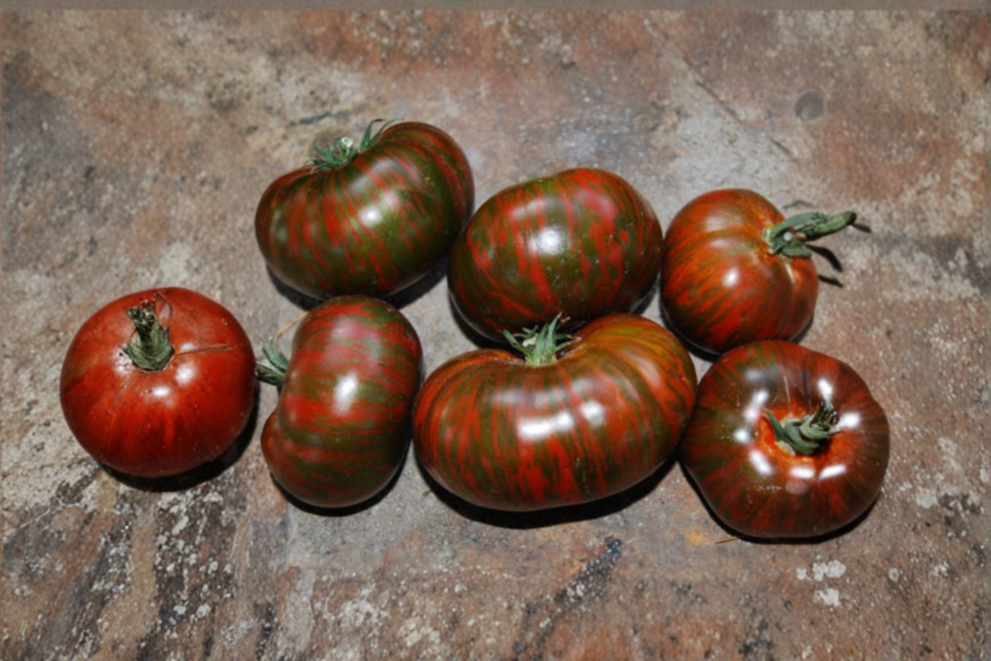 Chocolate Stripe Tomato Seeds Mahogany Heirloom Tomato Variety 10 Seeds for Garden Growing