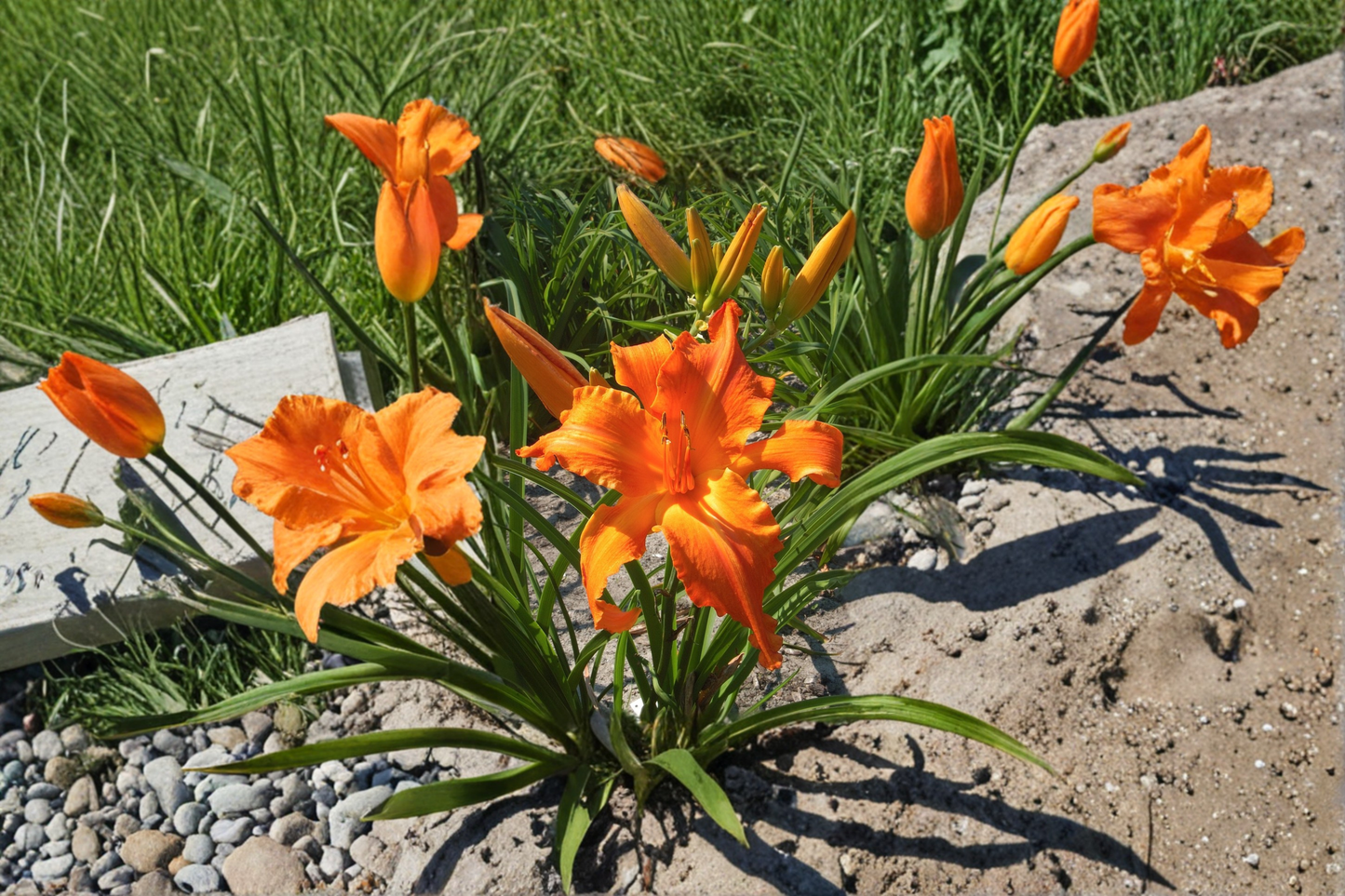 Daylily ‘Primal Scream’ 3 Bare Root Plants – Bright Orange Hemerocallis Perennial for Summer Garden Flowers