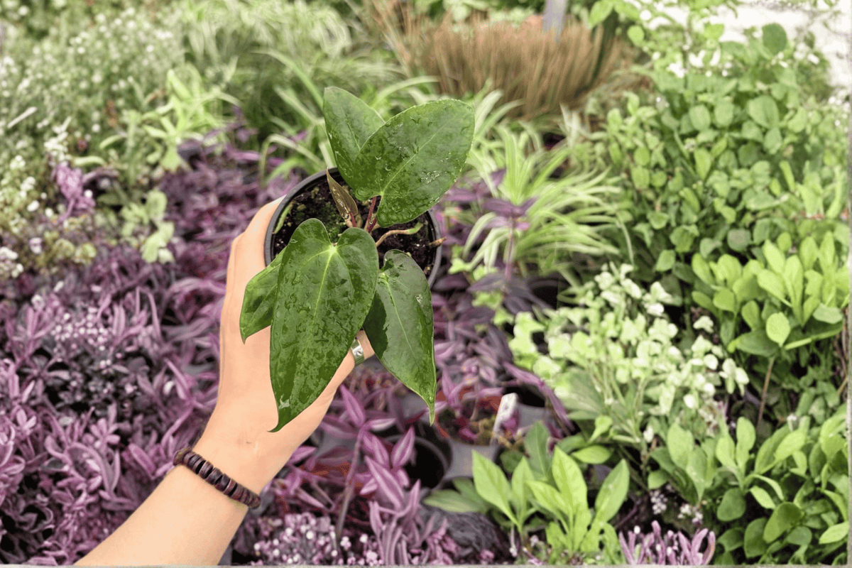 Anthurium Papi x Blue Papi 2 Exact Live Plants – 4-Inch Pots – Anthurium Hybrid