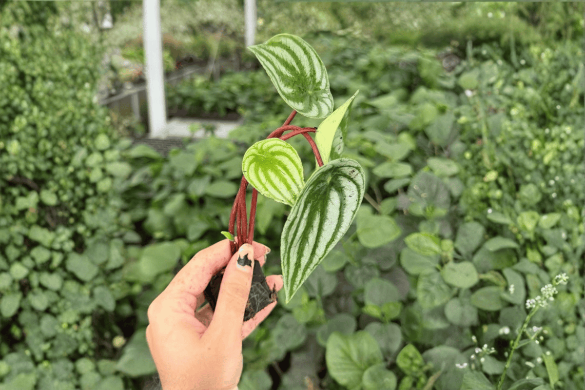 Watermelon Peperomia 2 Exact Live Starter Plants – Peperomia argyreia
