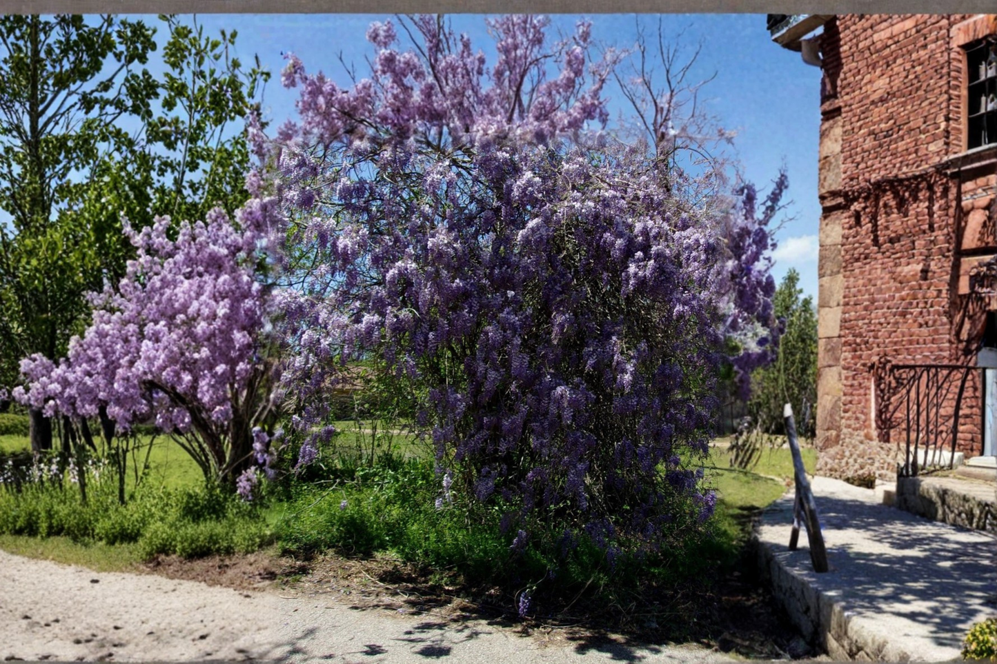 Purple Wisteria Plant 2 Gallon Live Vine Tree, Flowering Wisteria for Garden Trellis Landscape Outdoor