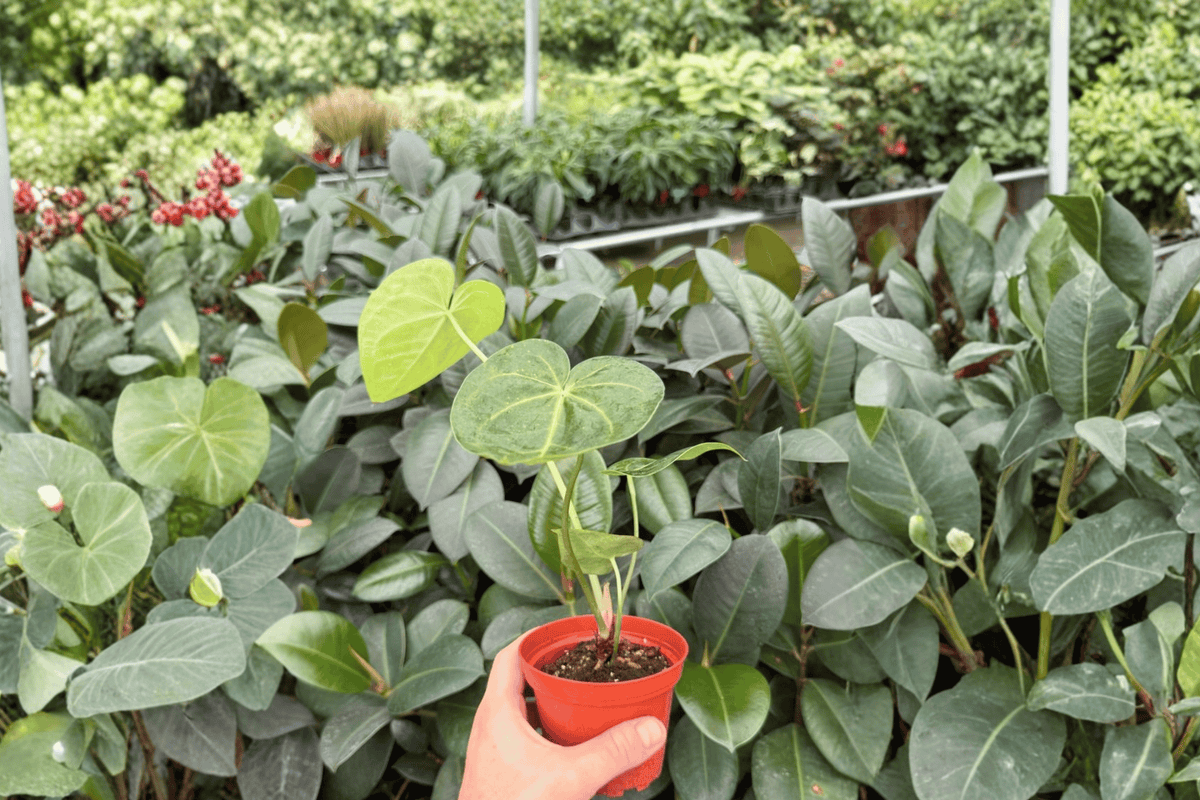 Anthurium Clarinervium × Macrolobium 2 Exact Live Plants – Hybrid 4” Size Bare Root