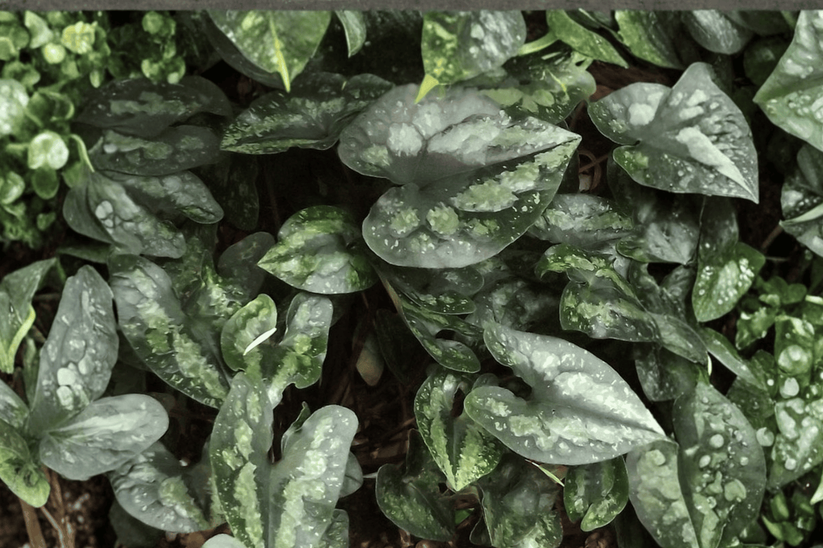 Chinese Wild Ginger 1 Live Plant – Asarum splendens – 1 Gallon Pot