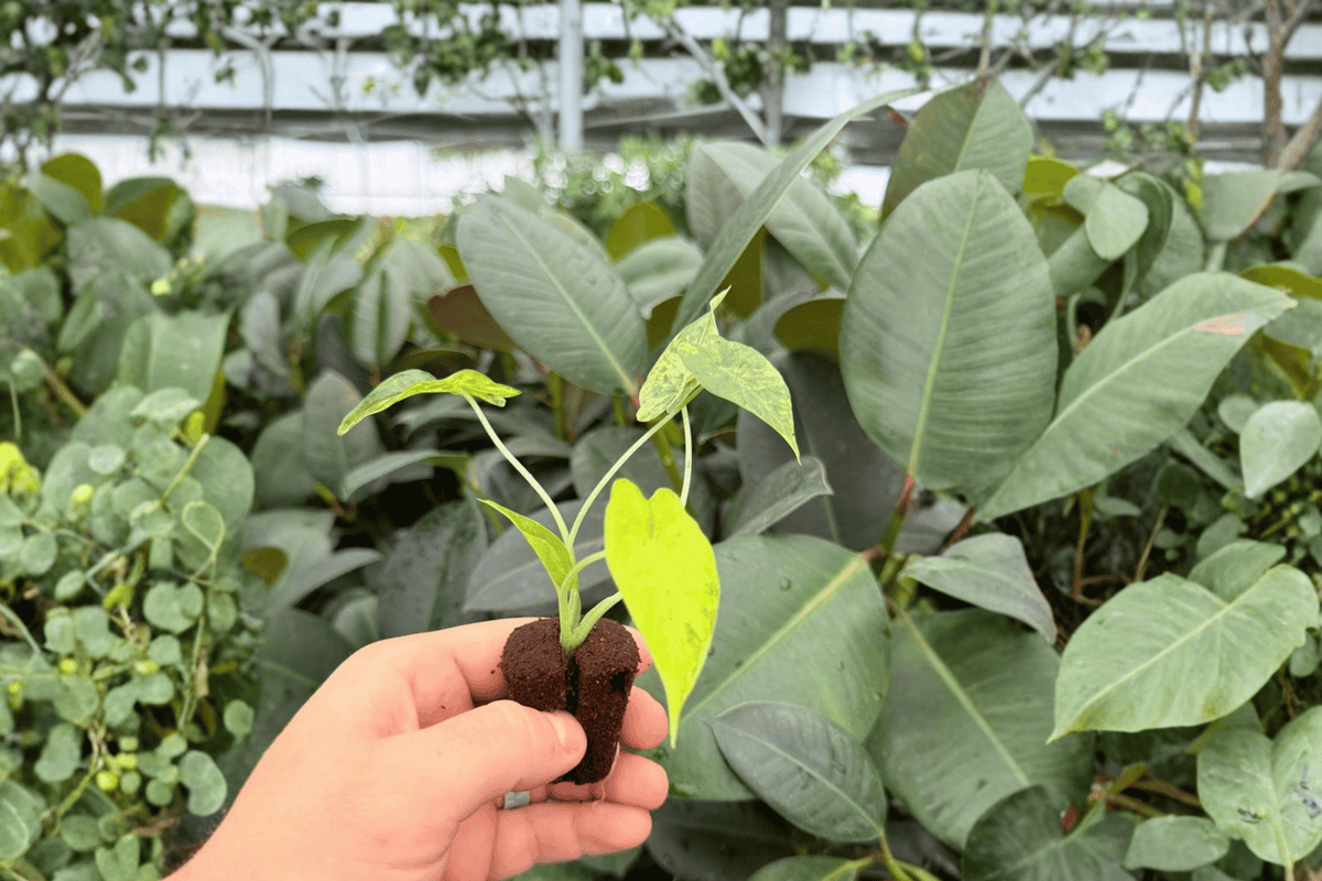 Yellow Variegated Alocasia Gageana Aurea – 2 Exact Live Starter Plants, 2-Inch Size – Alocasia gageana