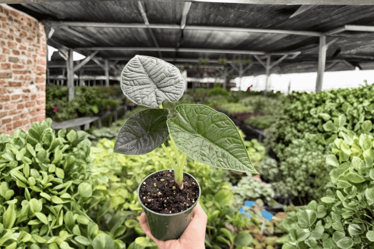Alocasia Melo 2 Exact Live Plants – Specific 4-Inch Pots – Alocasia melo