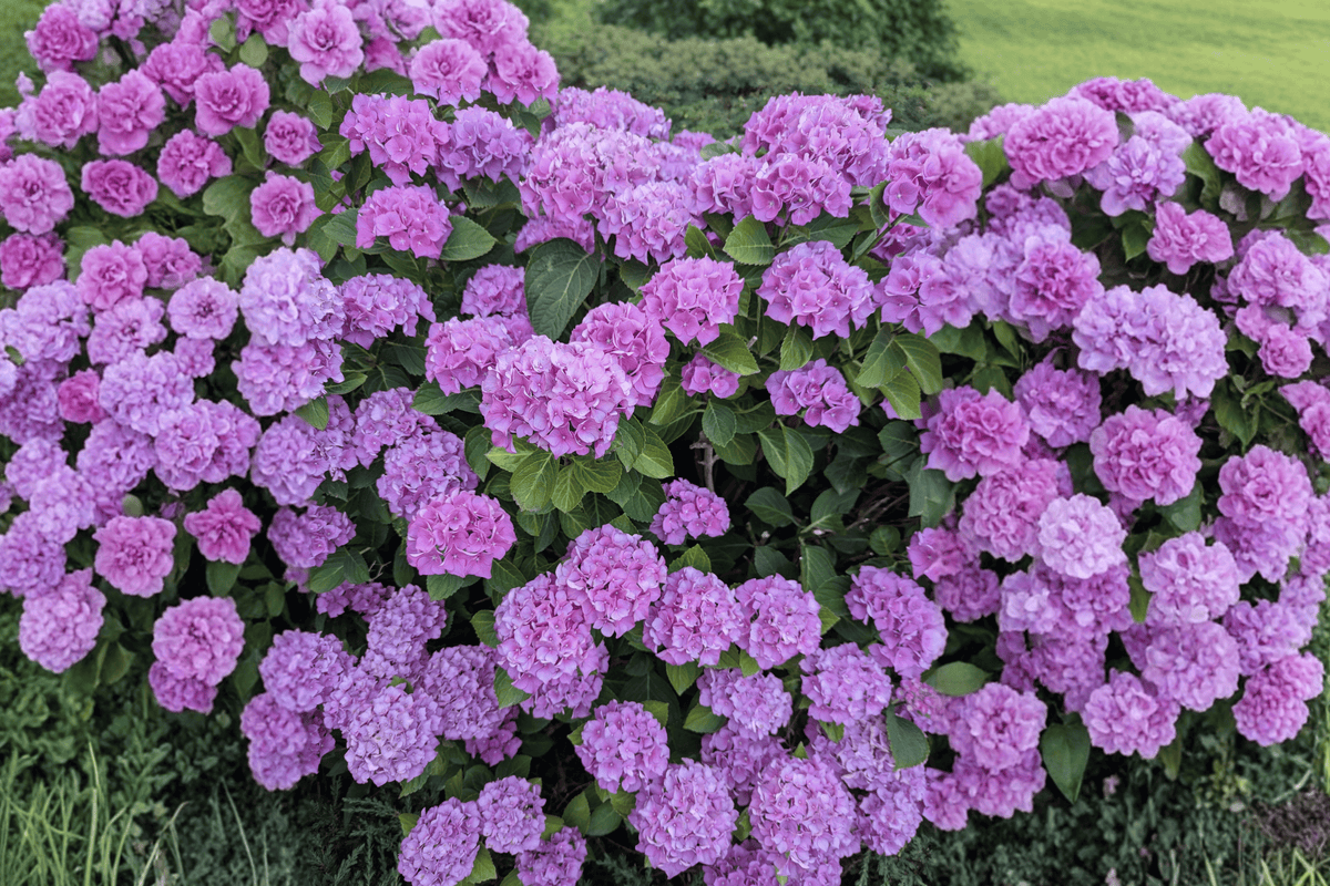 Let's Dance Sky View Hydrangea 1 Live Reblooming Shrub, 2 Gallon Pot – Hydrangea macrophylla