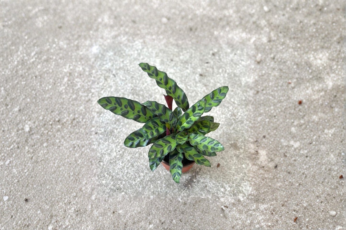 Rattlesnake Calathea Live Plant Calathea Lancifolia Rooted Houseplant 3 Inch Pot Pet Friendly Indoor Plant Gift