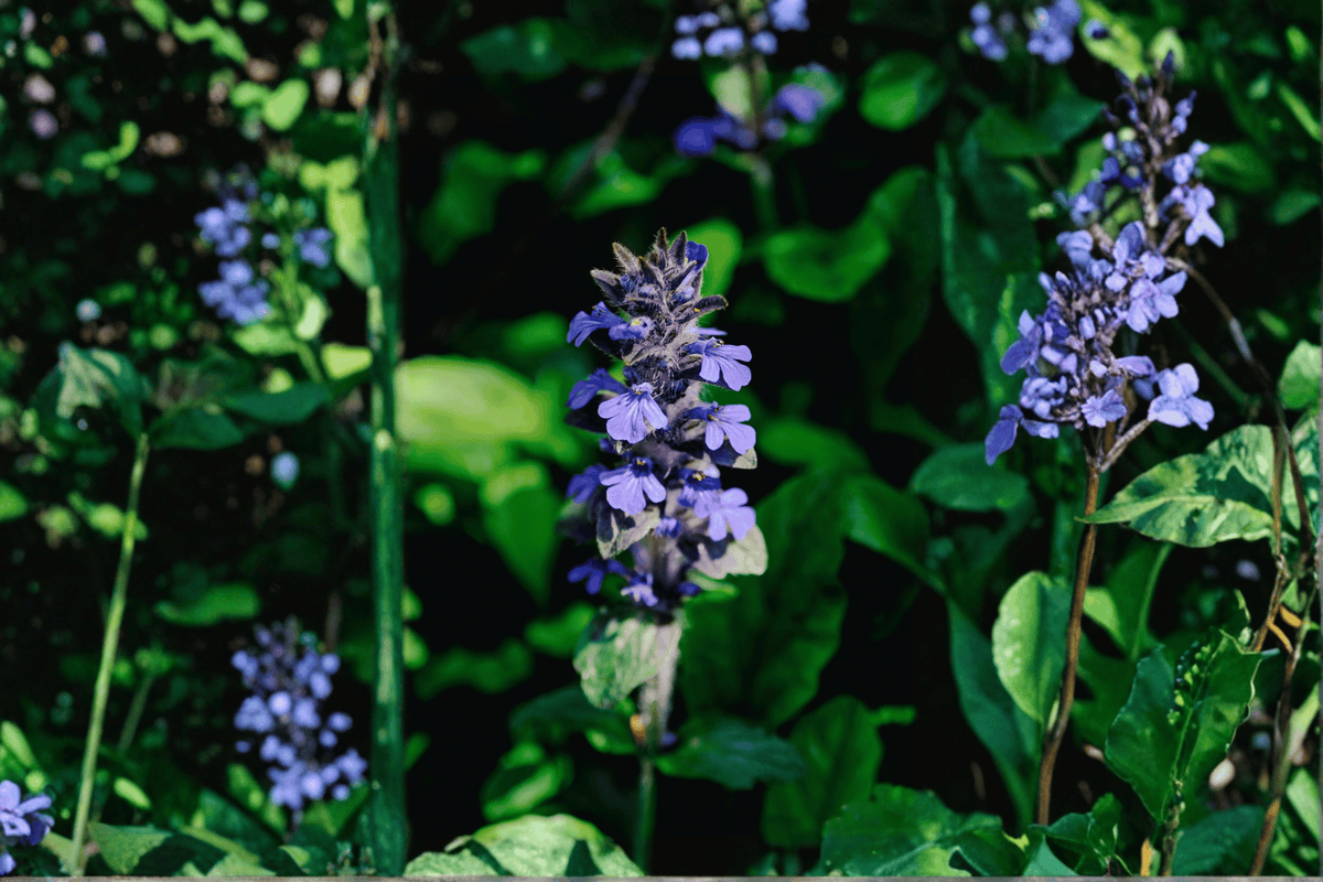 Black Scallop Bugleweed – 1 Live Groundcover Perennial, Quart Size – Ajuga reptans ‘Black Scallop’
