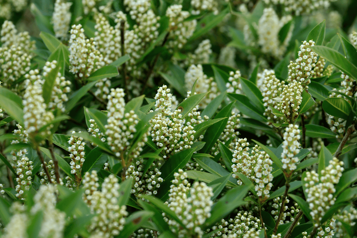 Fizzy Mizzy Sweetspire 1 Live Plant – Itea virginica ‘SMNIVMM’ – 3 Gallon Pot