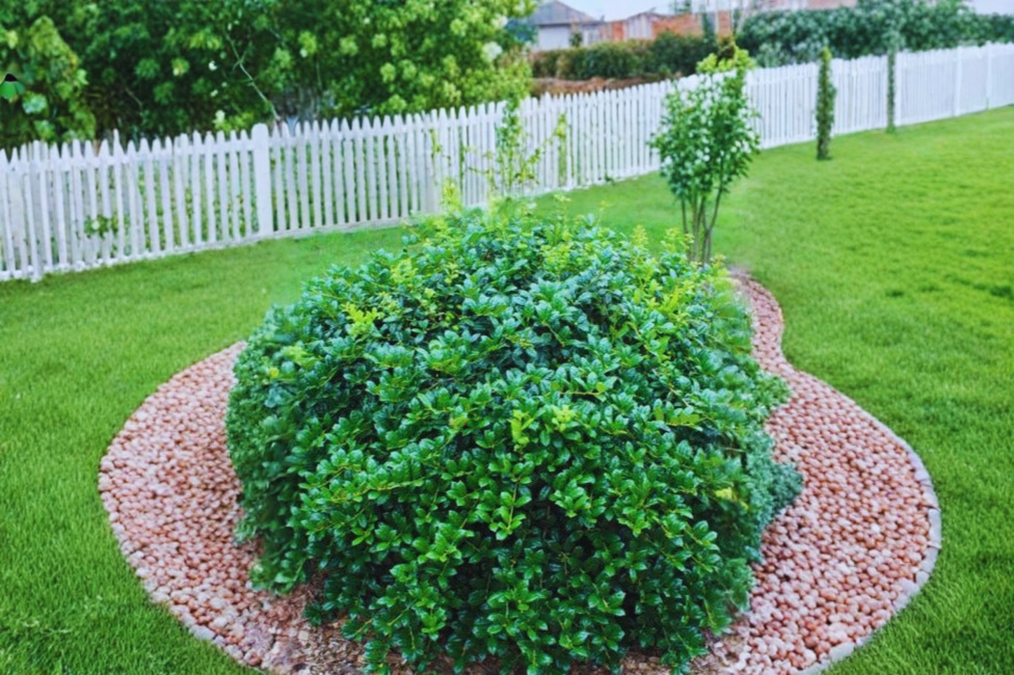 Dwarf Burford Holly Shrub Live Plant 3 Gallon Pot, Evergreen Hedge Plant for Landscaping Garden