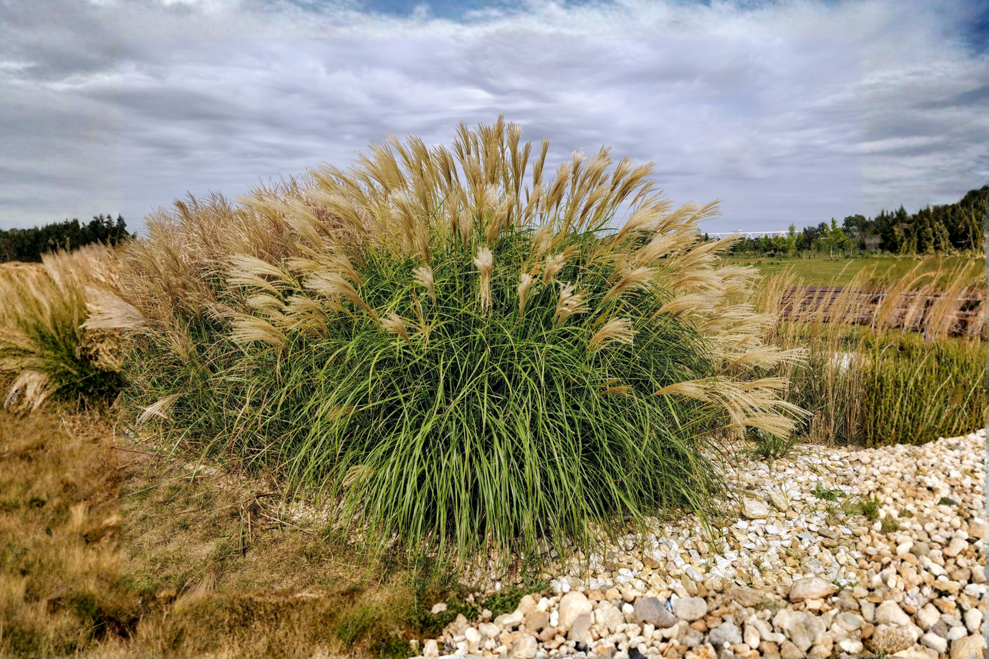 Adagio Maiden Grass Live Plant Clump – 3+ Year Old Fully Rooted – Miscanthus sinensis 'Adagio'