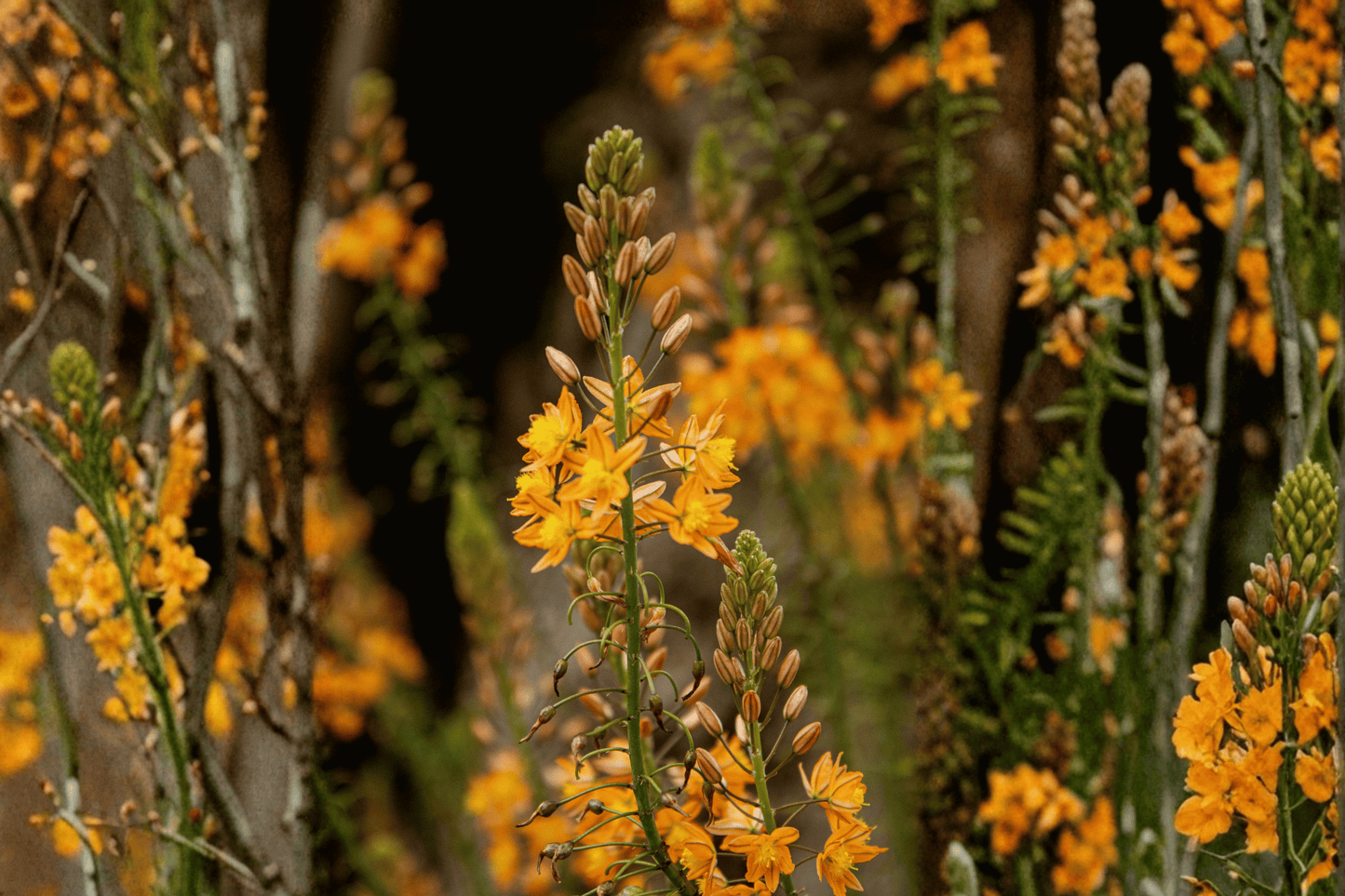 Orange Stalked Bulbine 1 Live Plant – 4-Inch Pot – Bulbine frutescens