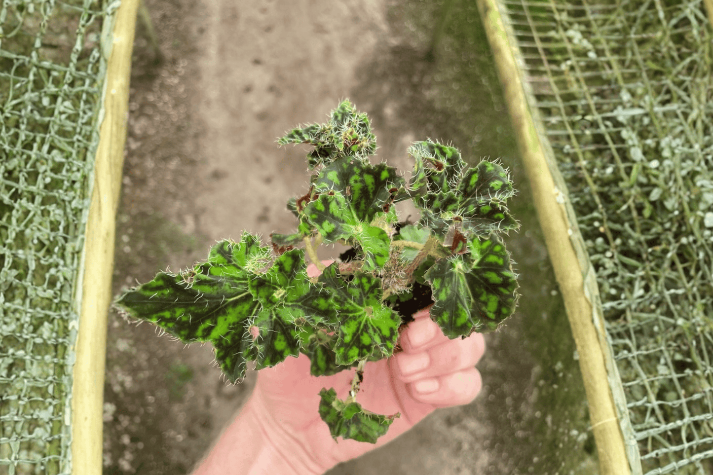 2 Begonia 'Unique' Starter Plants – Live Begonia Houseplants