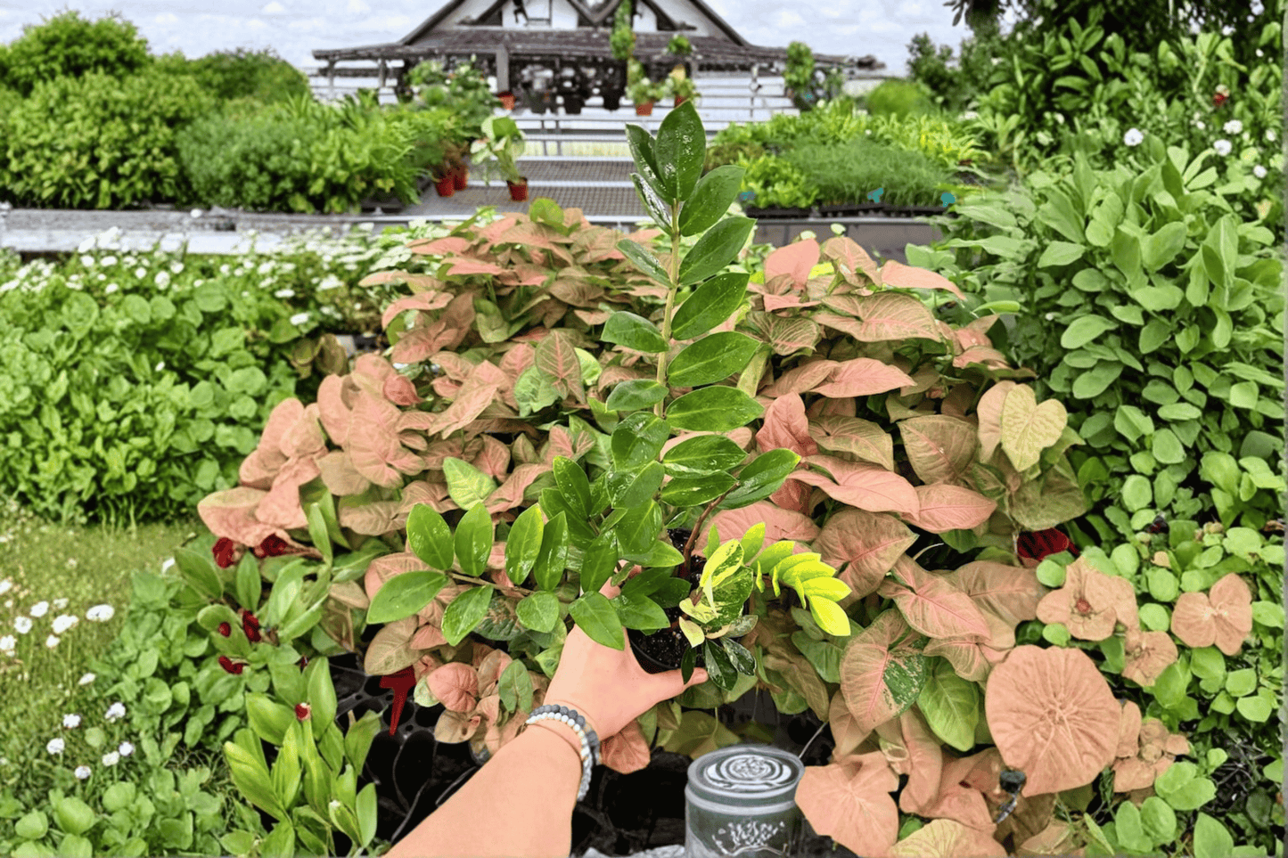 2 Exact Variegated ZZ Plants in 6-Inch Pots – Zamioculcas zamiifolia 'Variegata'