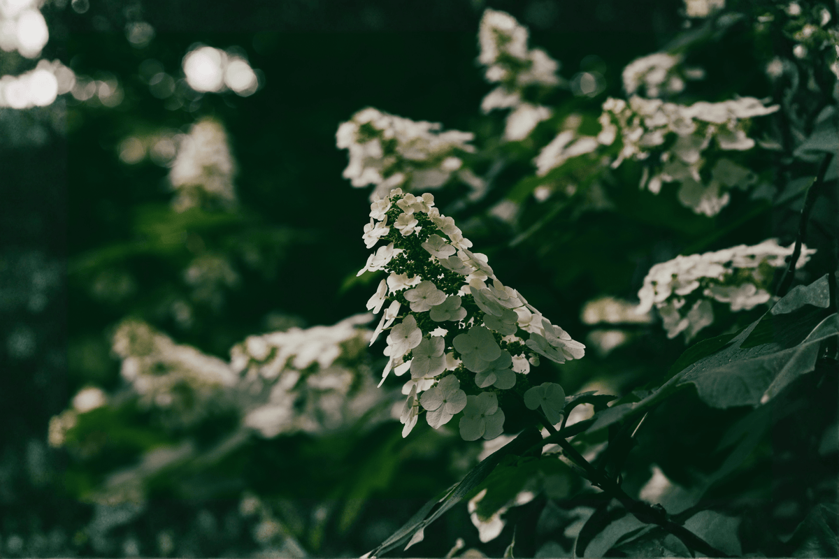 Gatsby Glow Ball® Oakleaf Hydrangea 1 Live Shrub – Hydrangea quercifolia ‘NCHQ1’ – 3 Gallon Pot