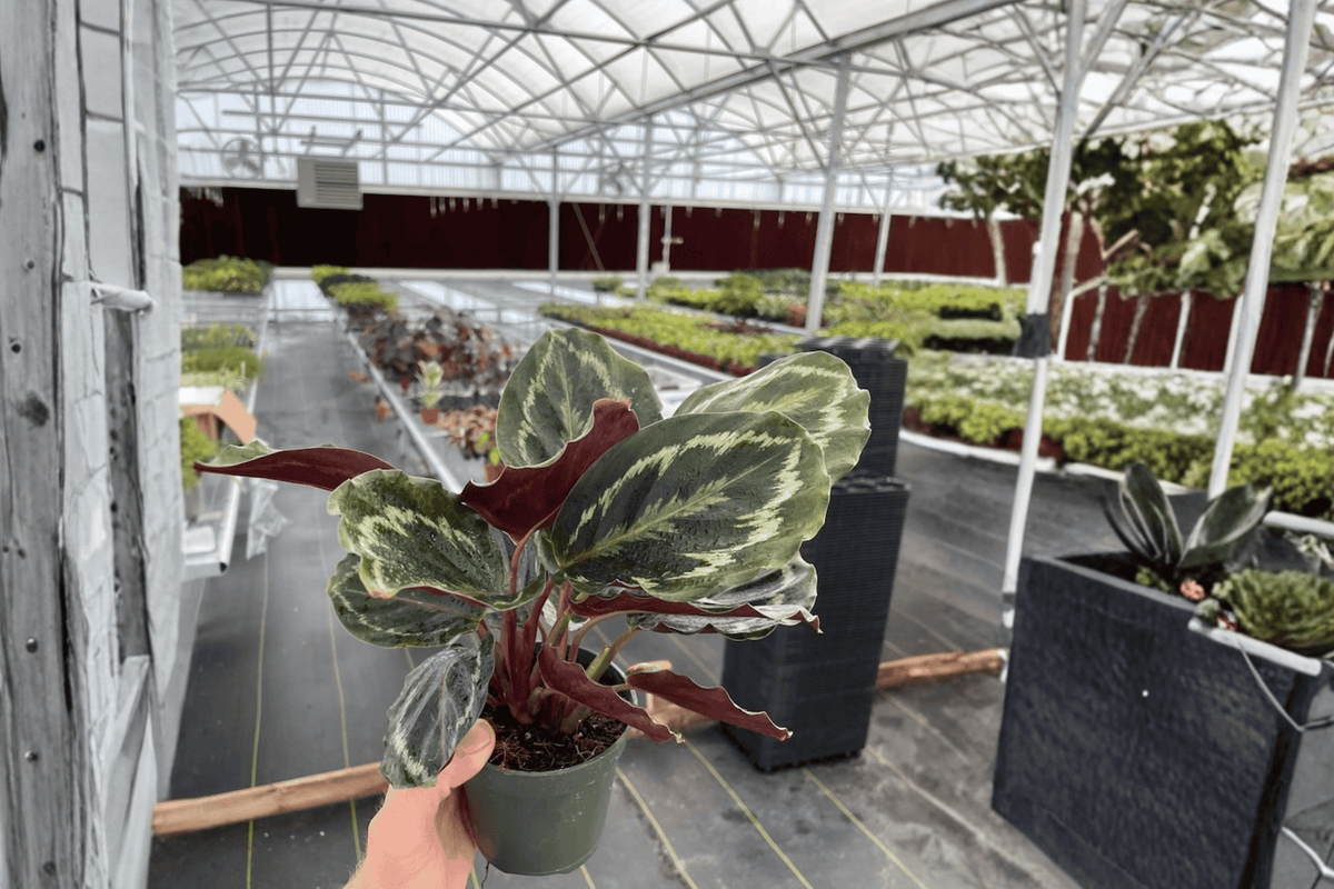 2 Calathea Medallion Live Plants in 4-Inch Pots – Goeppertia roseopicta ‘Medallion’