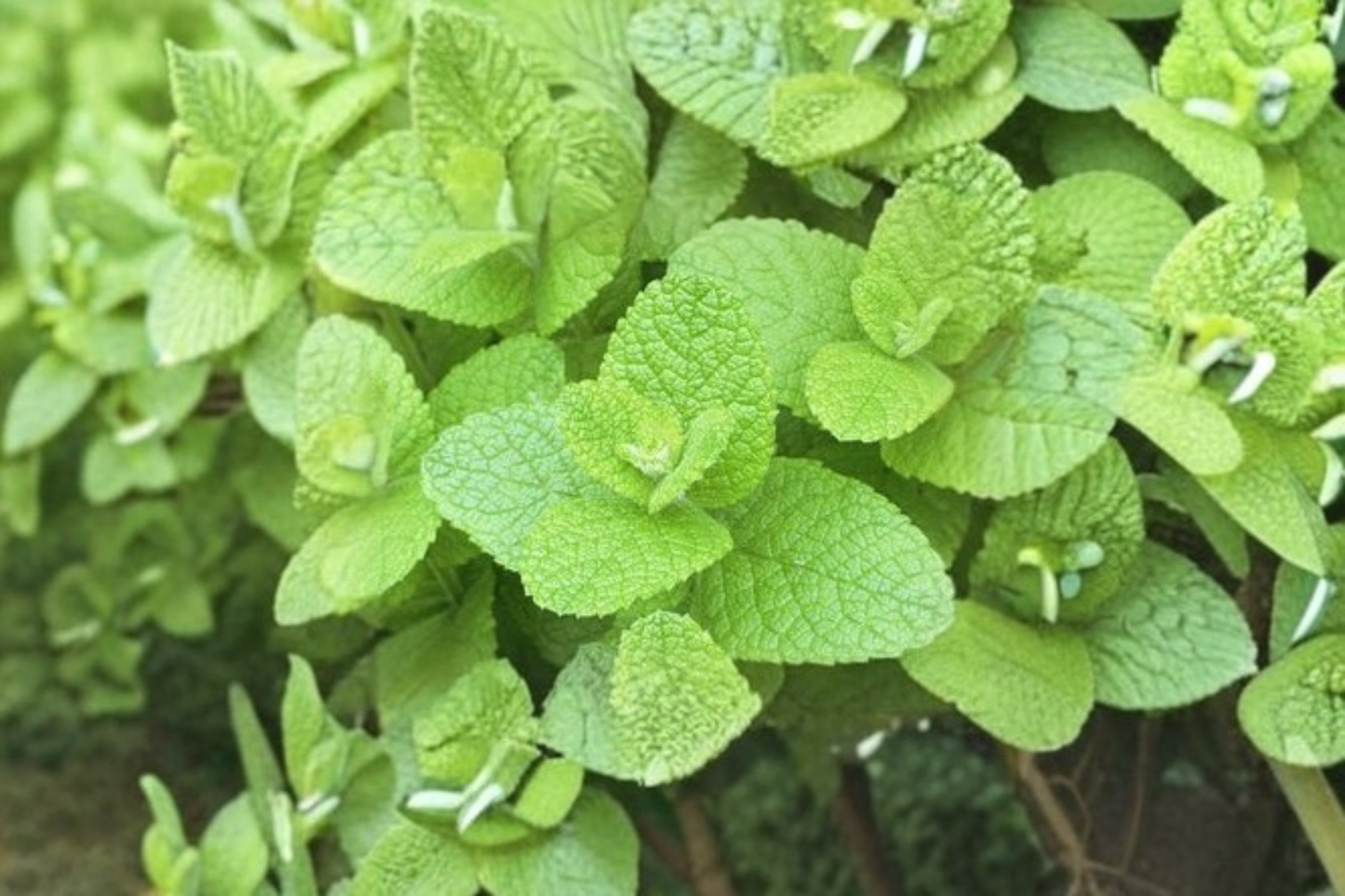 Apple Mint Live Plant Mentha Suaveolens GMO Free Herb Plant 4 Inch Pot Rooted Perennial Garden Plant