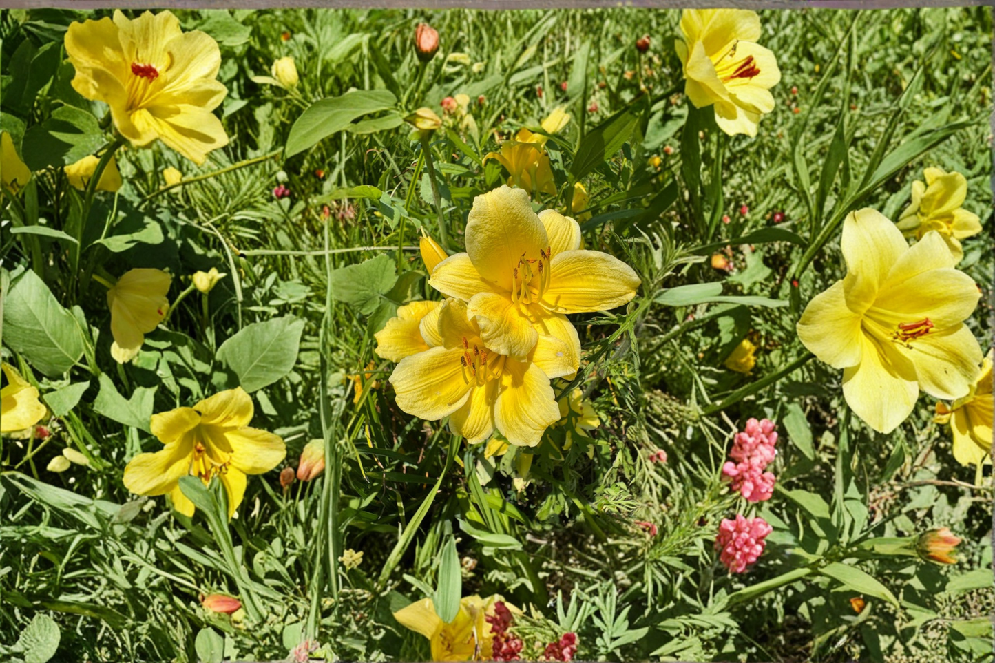 Daylily ‘Raindrop’ 3 Bare Root Plants – Pink Purple Hemerocallis Perennial for Summer Garden Flowers