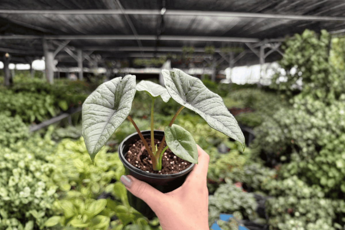 Alocasia Platinum Bisma 2 Exact Live Plants – 4-Inch Pots – Alocasia ‘Bisma’