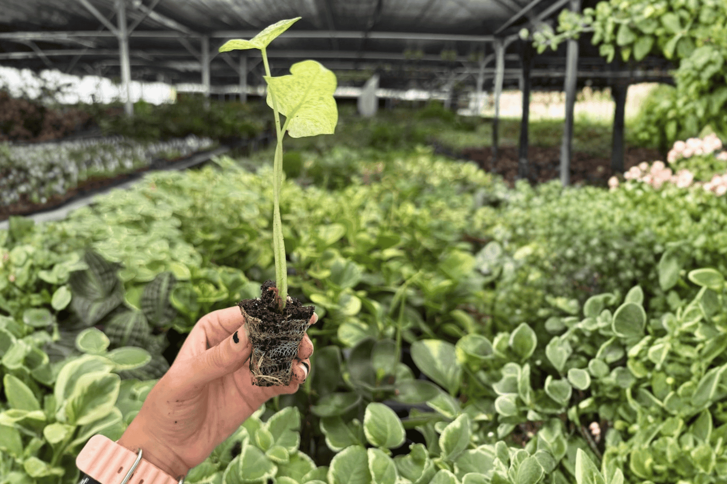 Alocasia Snow Odora Batik Variegated 2 Exact Live Starter Plants – Alocasia 'Snow Odora Batik'