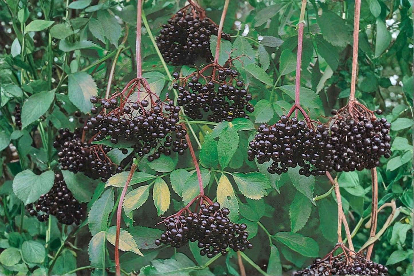 Nova Elderberry Live Plant 1 Gallon Pot Sambucus Canadensis Fruiting Shrub Berry Bush Edible Garden Plant