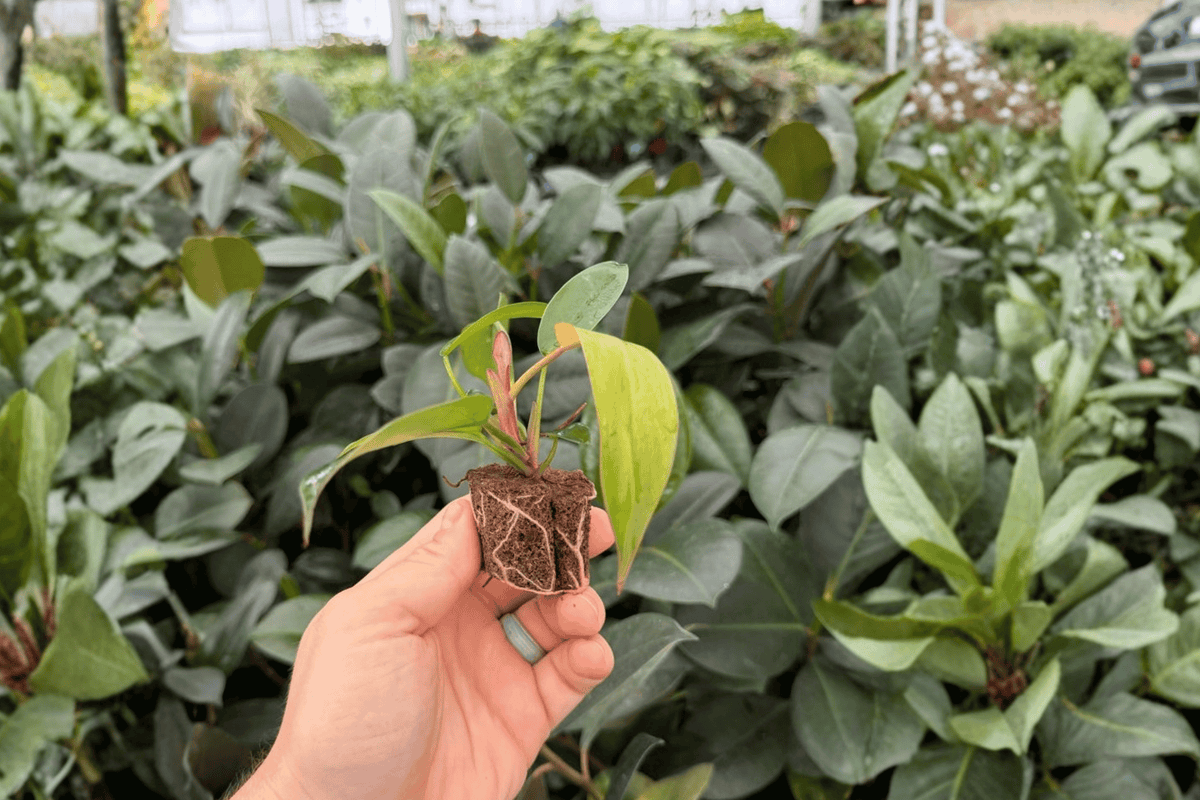 Philodendron Florida Bronze 2 Exact Starter Plants – Philodendron ‘Florida Bronze’ 2” Bare Root