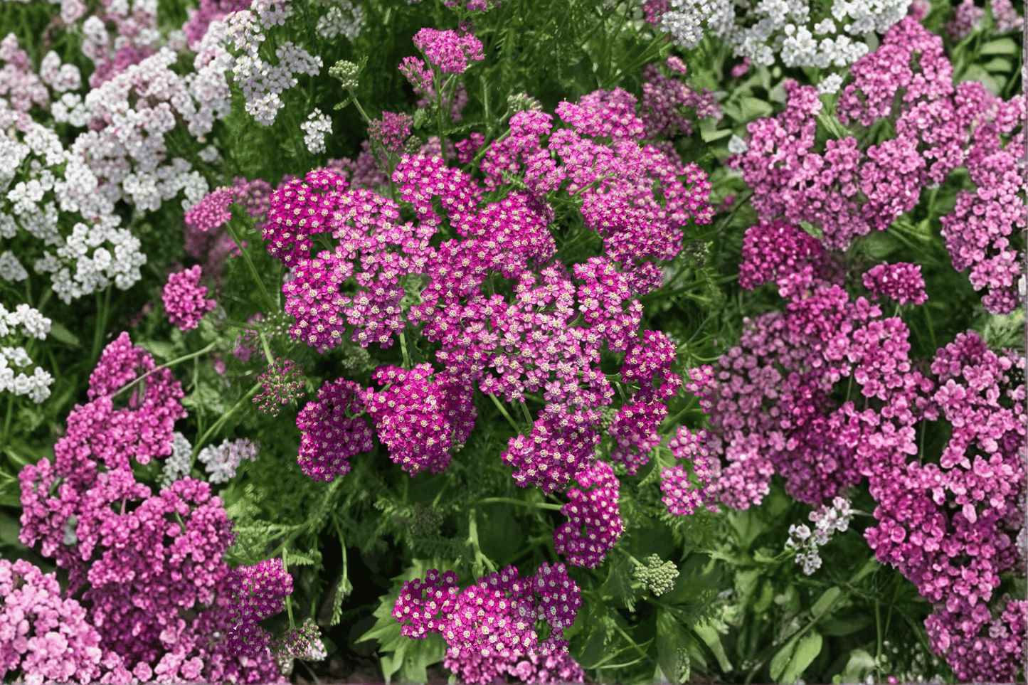 New Vintage Violet Yarrow 1 Live Plant – 4-Inch Pot – Achillea millefolium ‘New Vintage Violet’