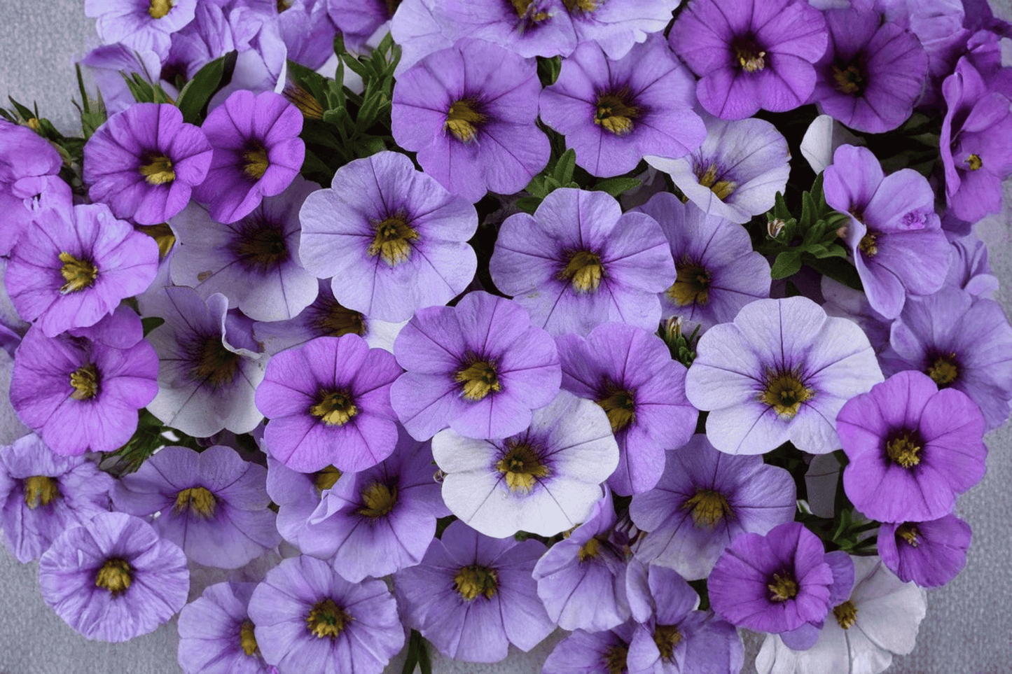 Ombre Blue Million Bells 1 Live Plant – 4-Inch Pot – Calibrachoa ‘Blue’