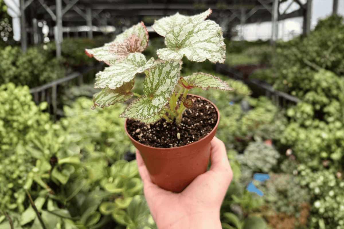 Begonia Harmony’s Peace 2 Exact Live Plants – 4-Inch Pots – Begonia ‘Harmony’s Peace’