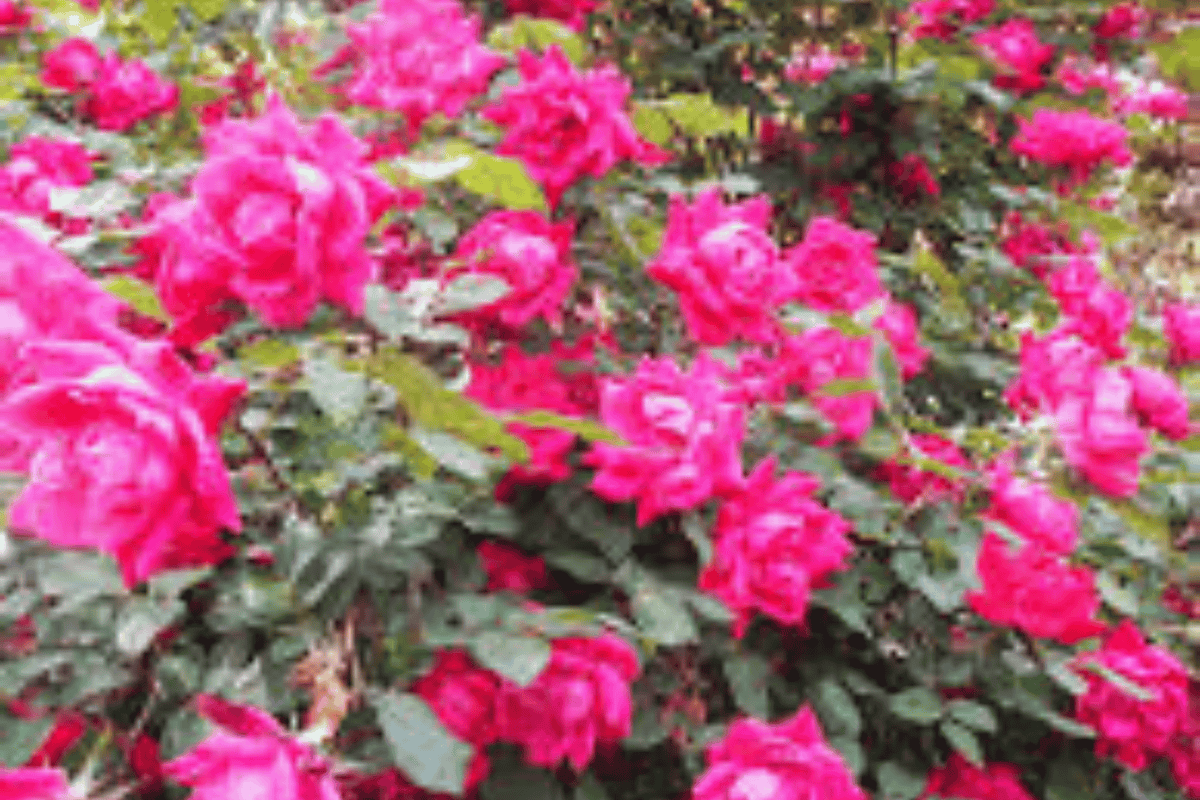 Double Pink Knock Out Rose 1 Live Plant – Rosa ‘Radtkopink’ – Quart Pot