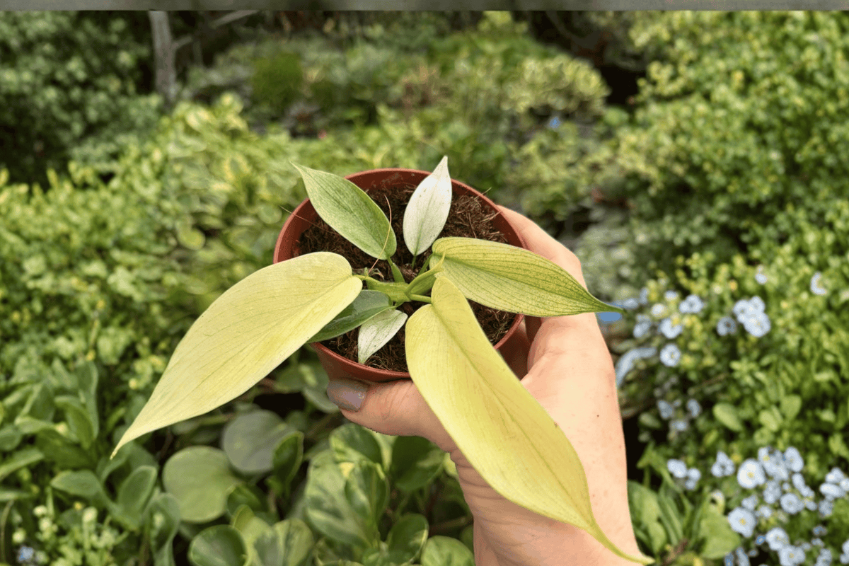 Philodendron Florida Ghost Mint 2 Exact Live Plants – 4-Inch Pots – Philodendron Hybrid