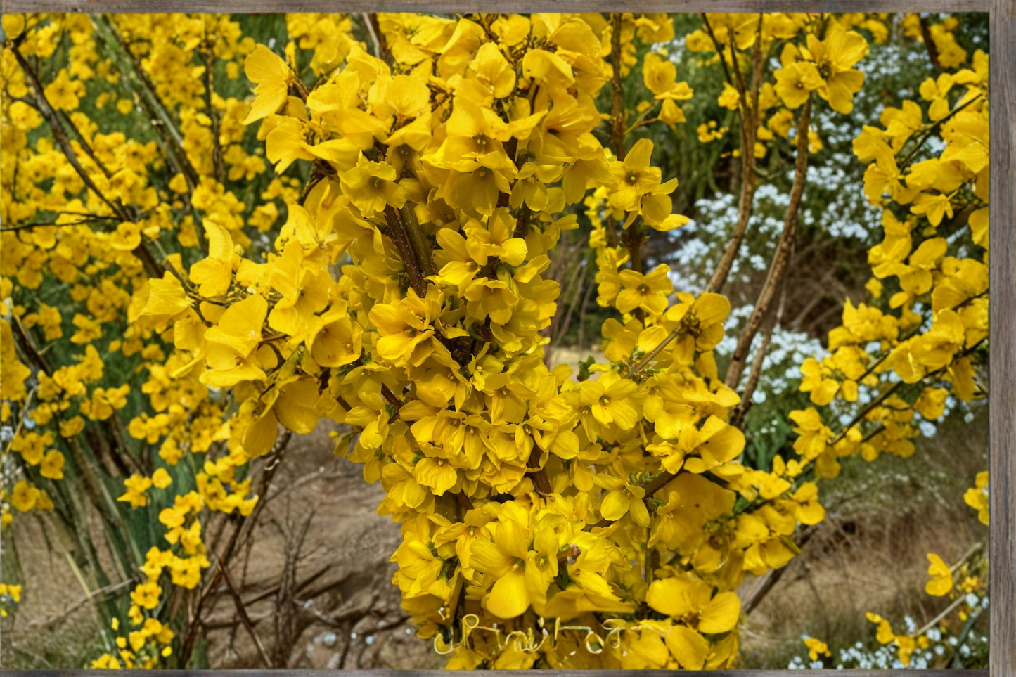 Show Off Forsythia Live Plant 4” Pot – Forsythia x intermedia Yellow Flowering Shrub for Garden Landscape