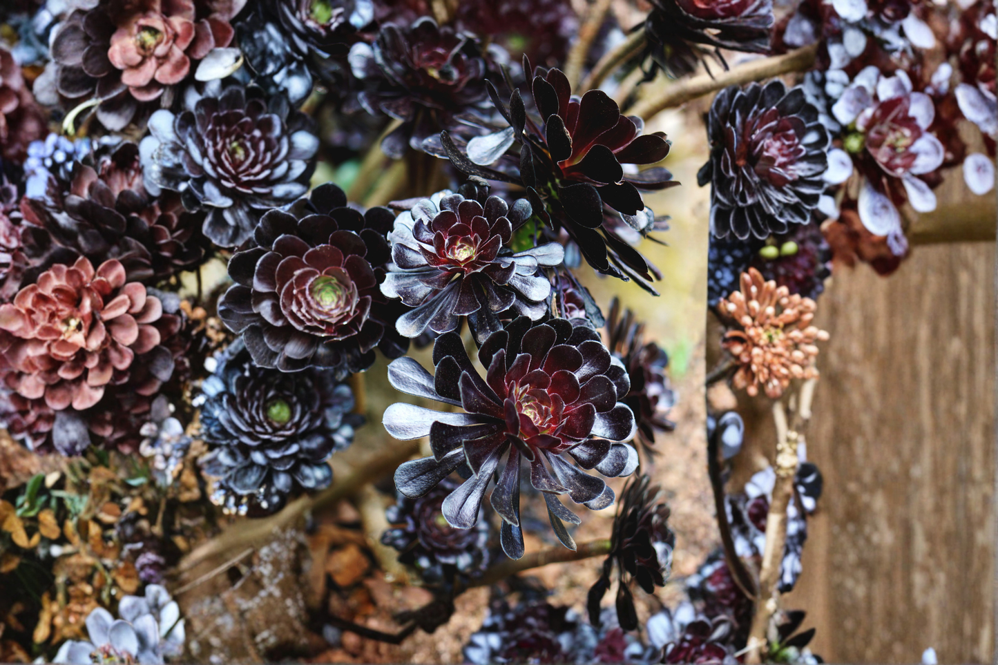 Rooted Aeonium arboreum 'Zwartkop' Black Rose Live Succulent in 3 x 2-Inch Ceramic Pot