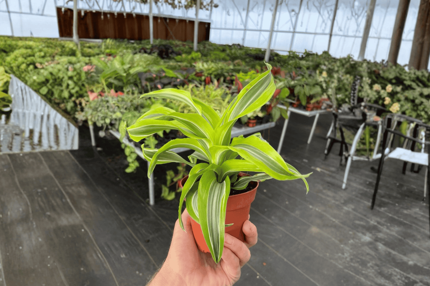 2 Dracaena 'Lemon Lime Surprise' Live Plants in 4-Inch Pots – Dracaena fragrans Hybrid
