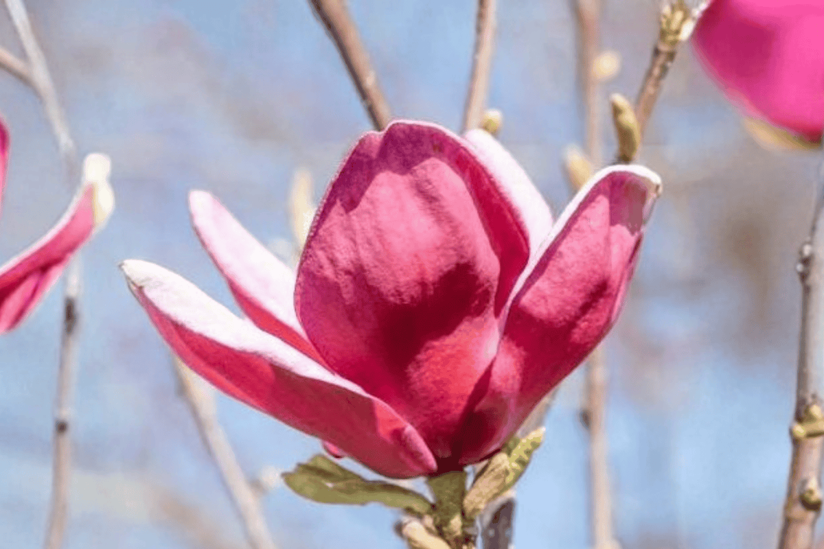 Genie Magnolia 1 Live Tree – Magnolia × ‘Genie’ – 1 Gallon Pot – 6 Inches Tall