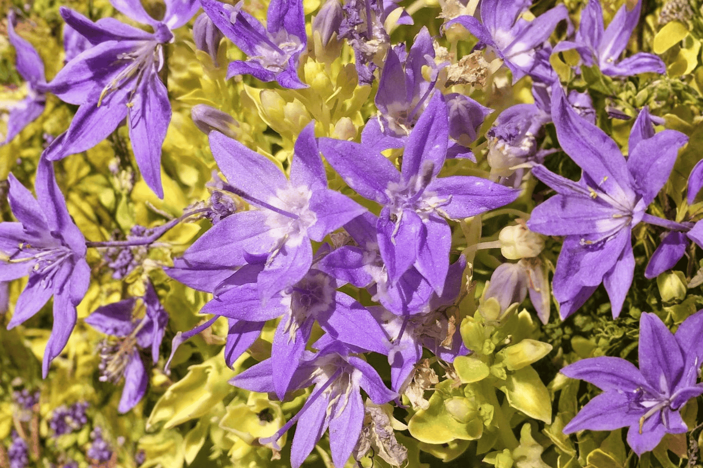 Dickson’s Gold Bellflower 1 Live Plant – 4-Inch Pot – Campanula garganica