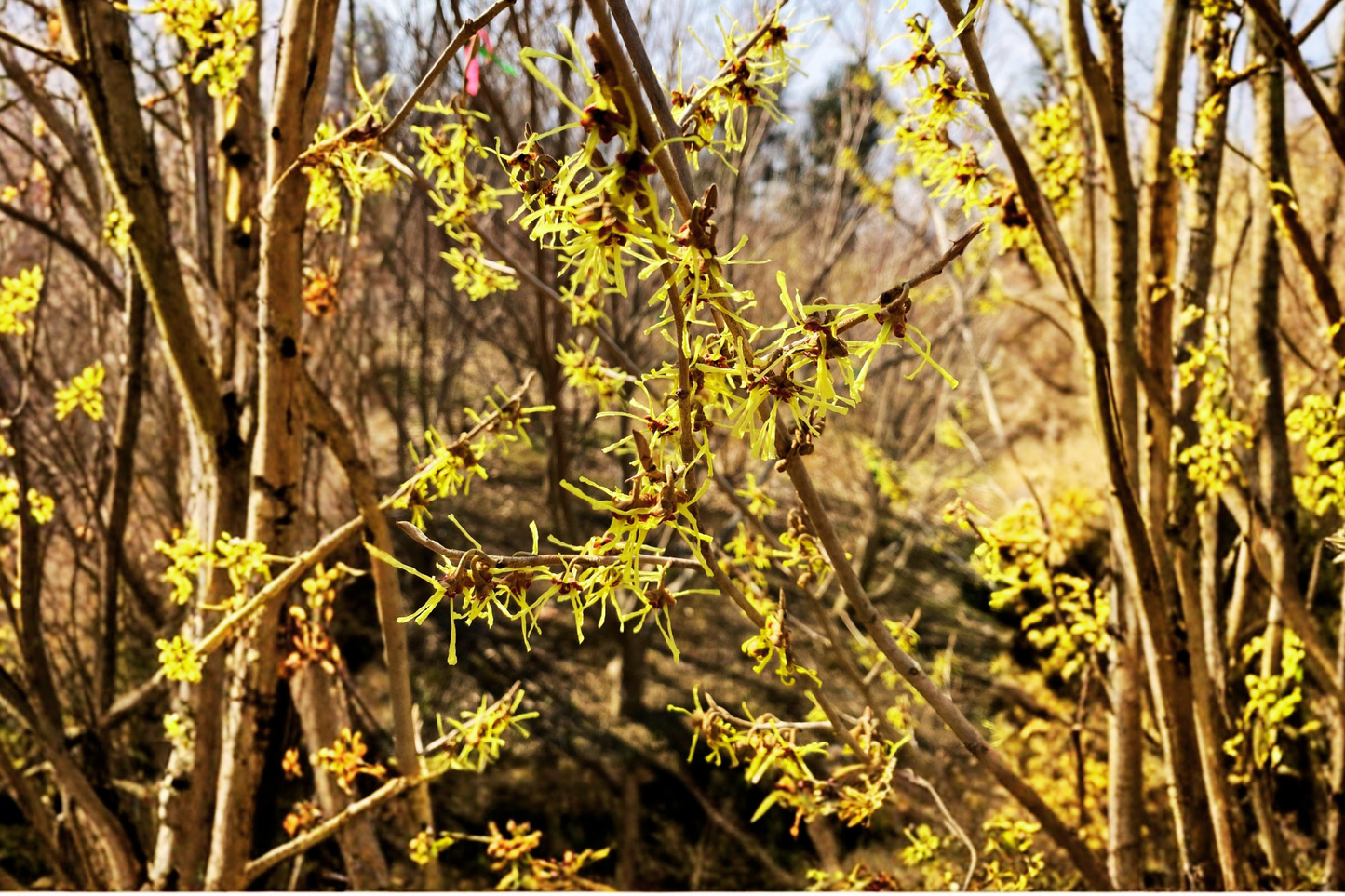 Japanese Witch Hazel ‘Paleface’ Live Plant 15” Tall – Hamamelis japonica Bare Root Flowering Shrub