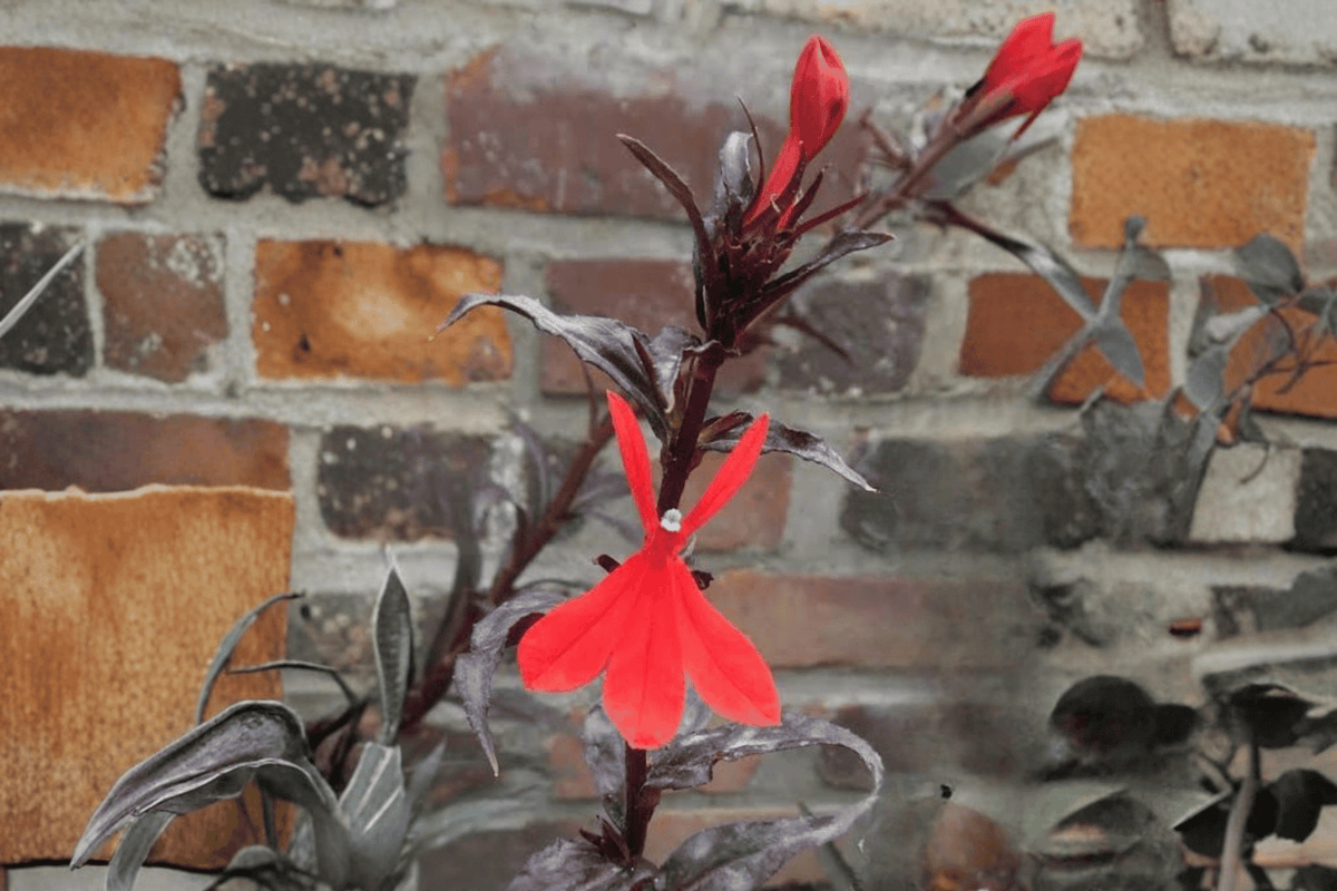 Black Truffle Cardinal Flower – 1 Live Perennial, Quart Size – Lobelia cardinalis ‘Black Truffle’