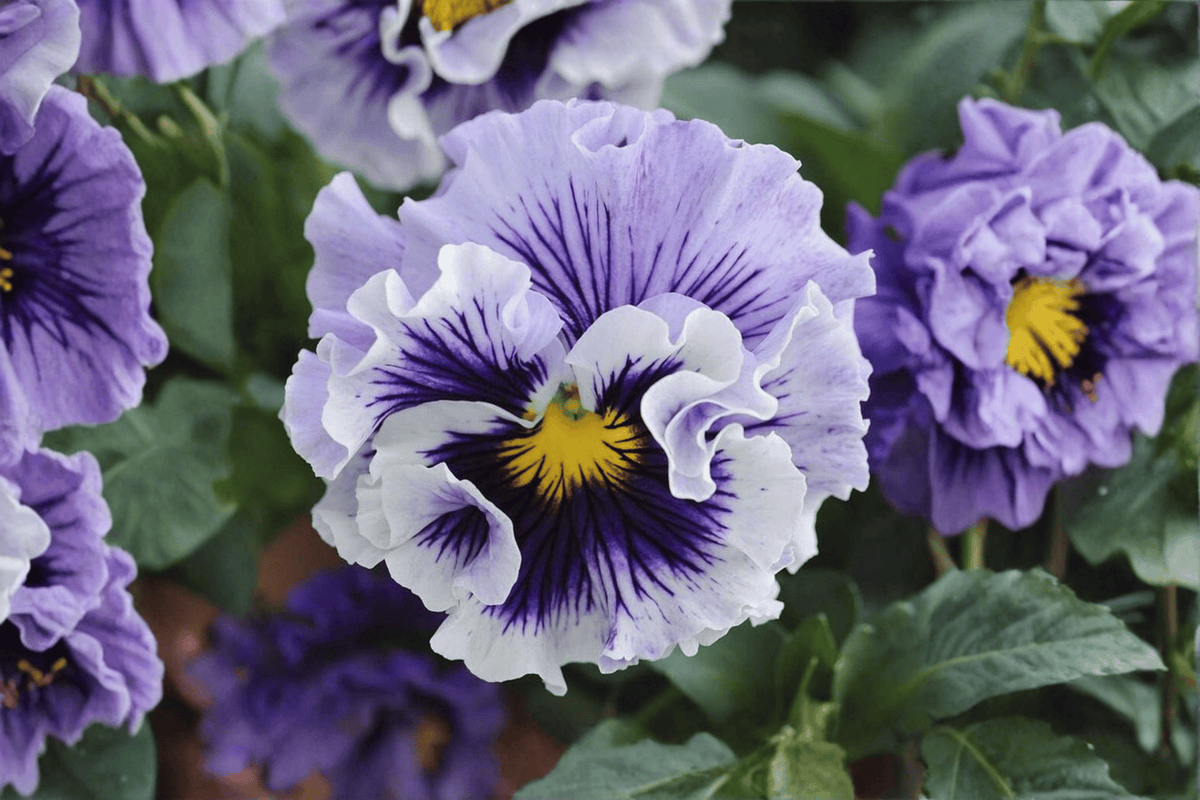 Ruffles Soft Lavender Pansy Live Plant – 4-Inch Pot – Viola × wittrockiana 'Ruffles Soft Lavender'